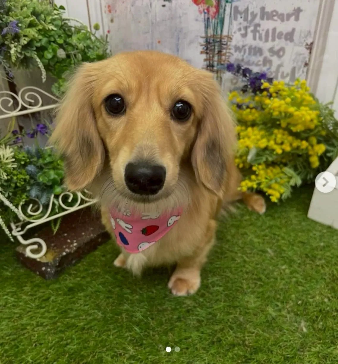 ココちゃん🐾