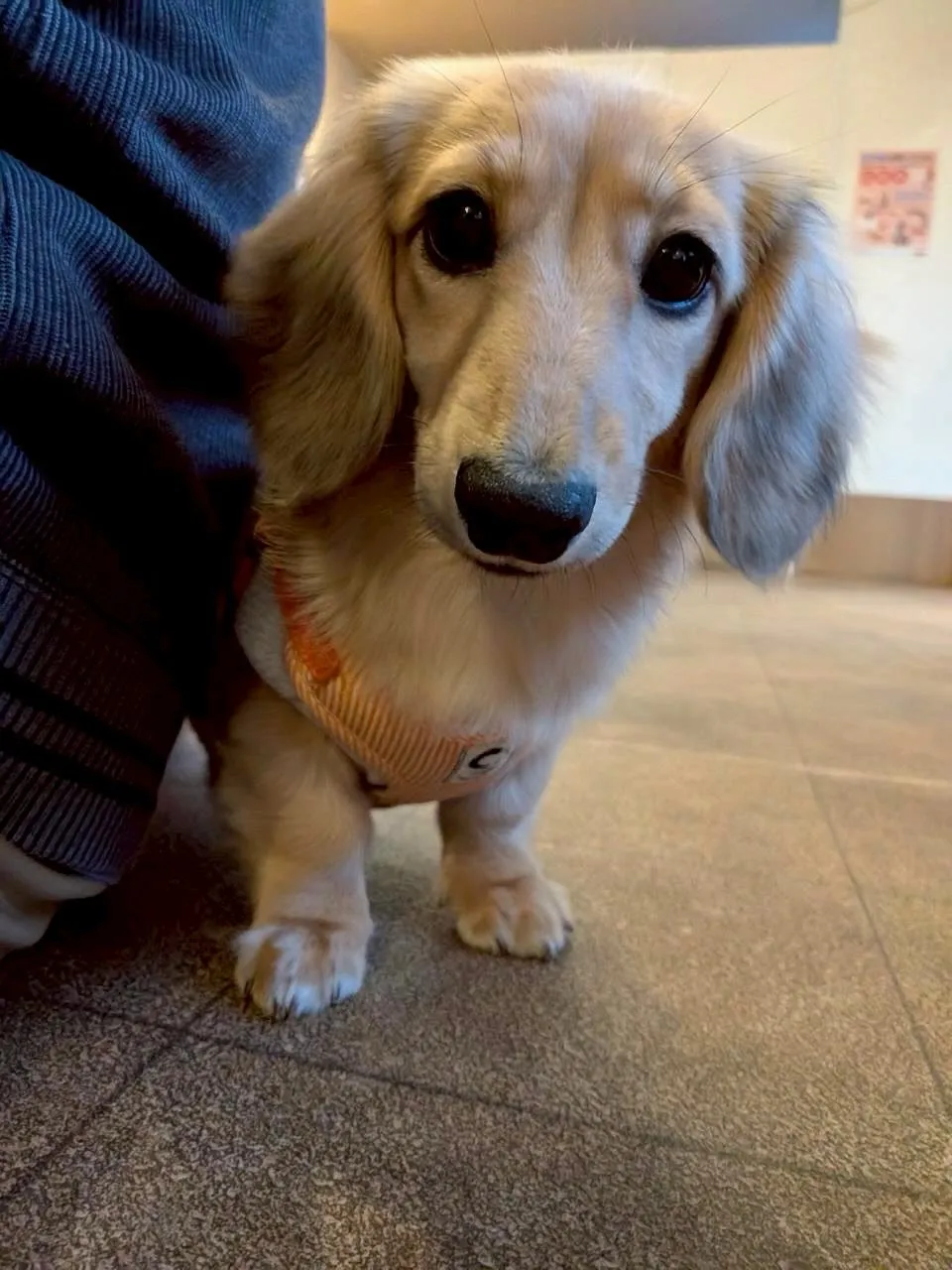 こももちゃん🐾