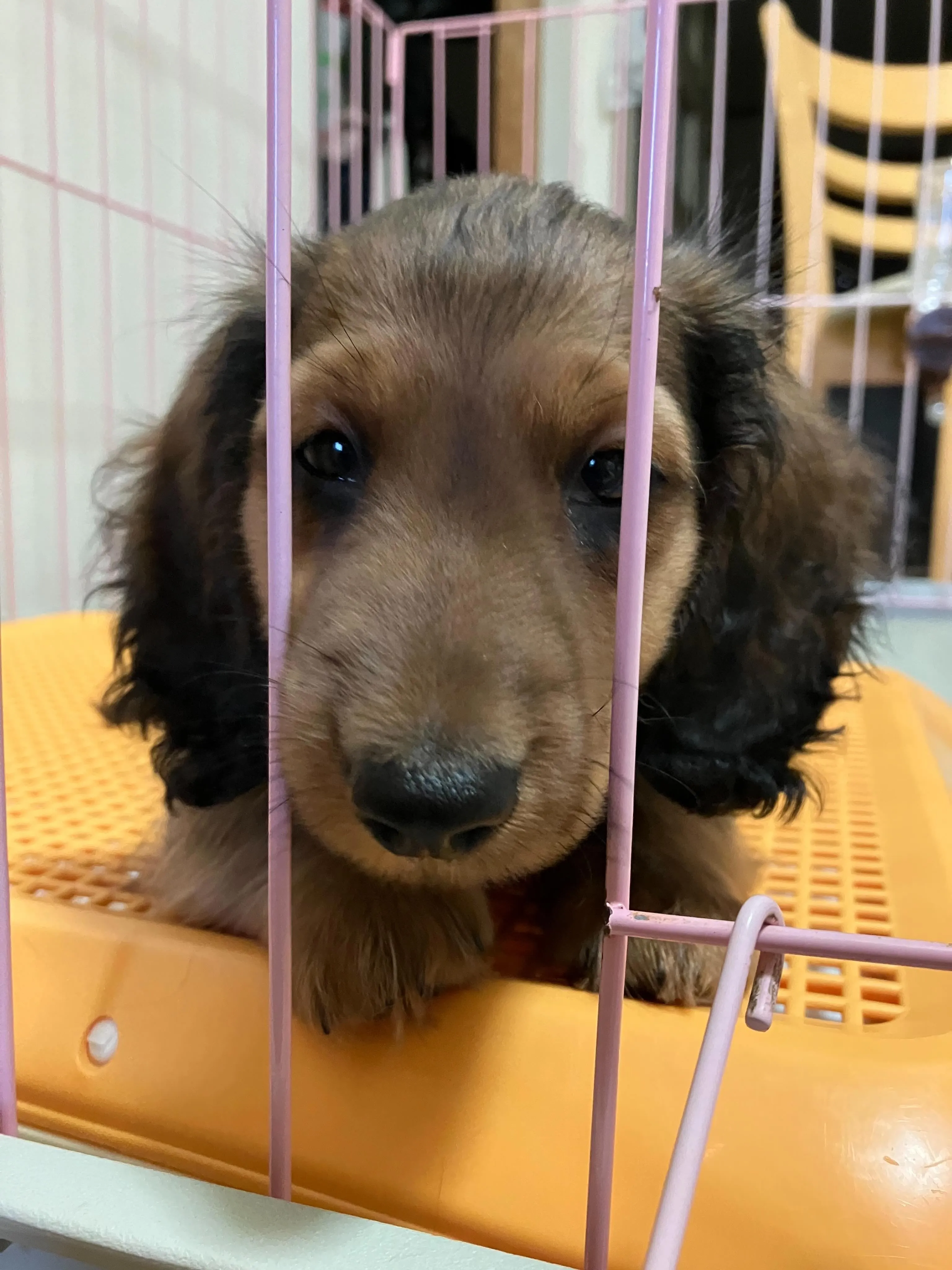 ぷりん君🐾