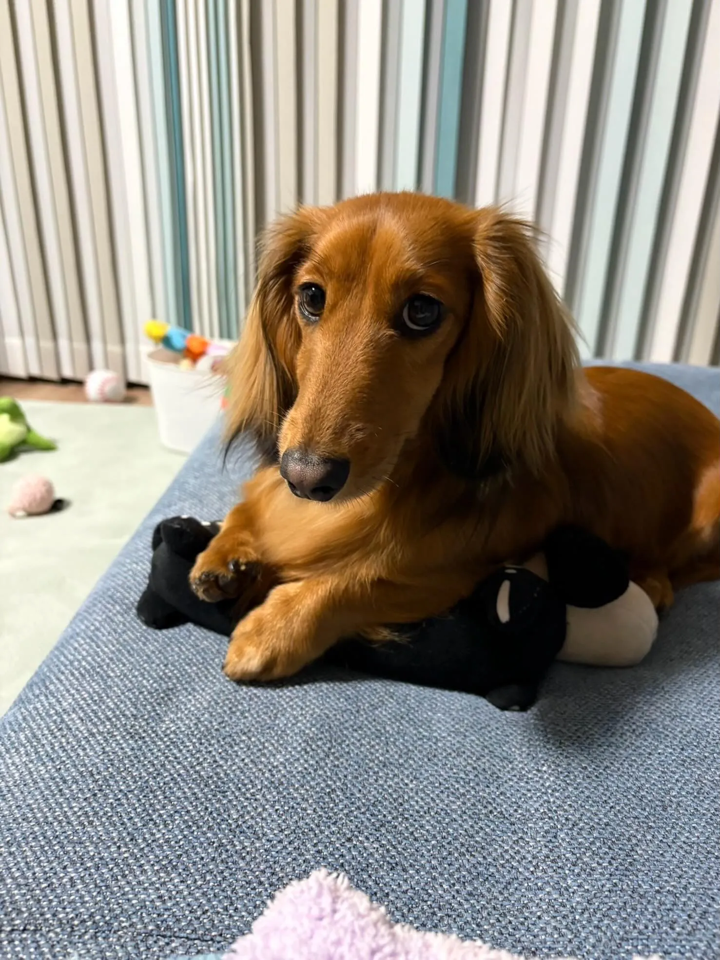 シンバ君🐾