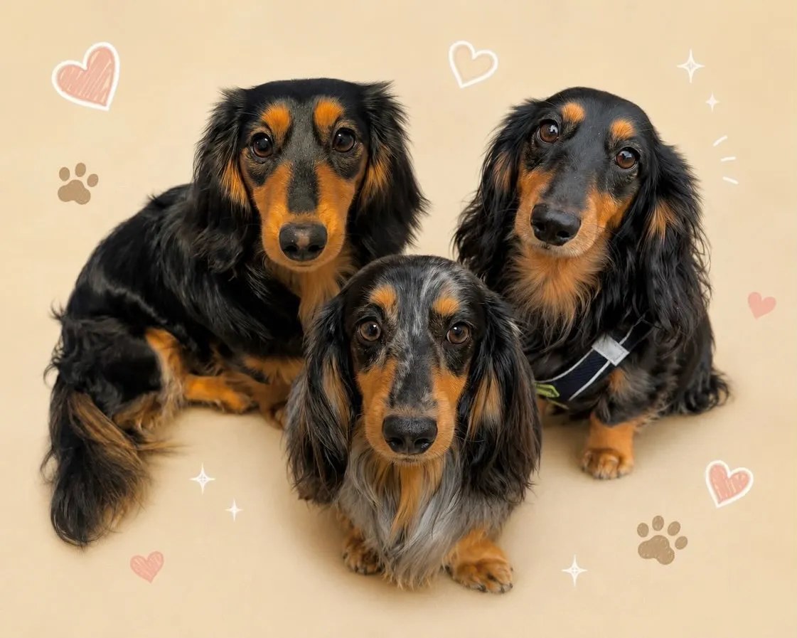 ピノちゃん＆うなちゃん&クール君🐾