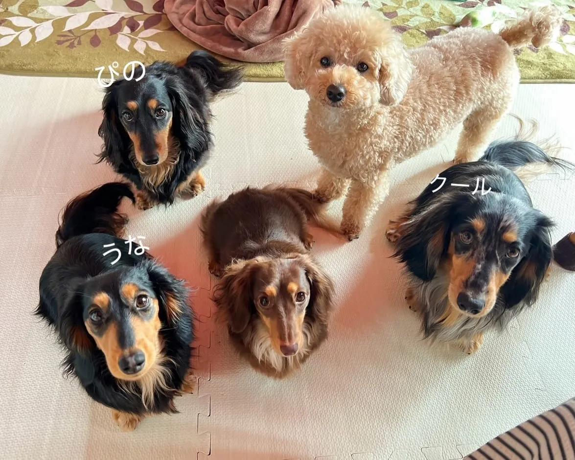 ピノちゃん＆うなちゃん&クール君🐾