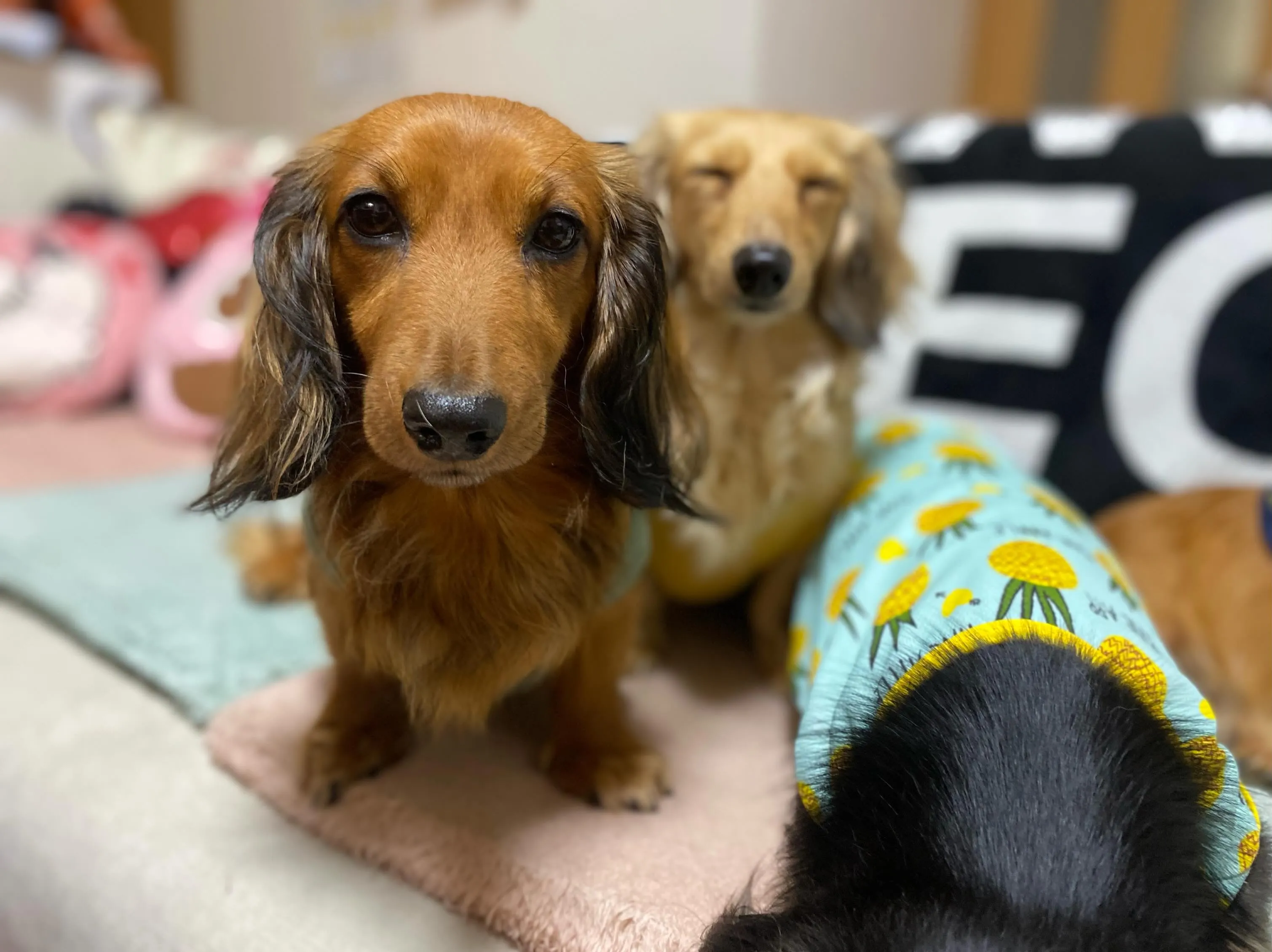 お家組さんたち🐾