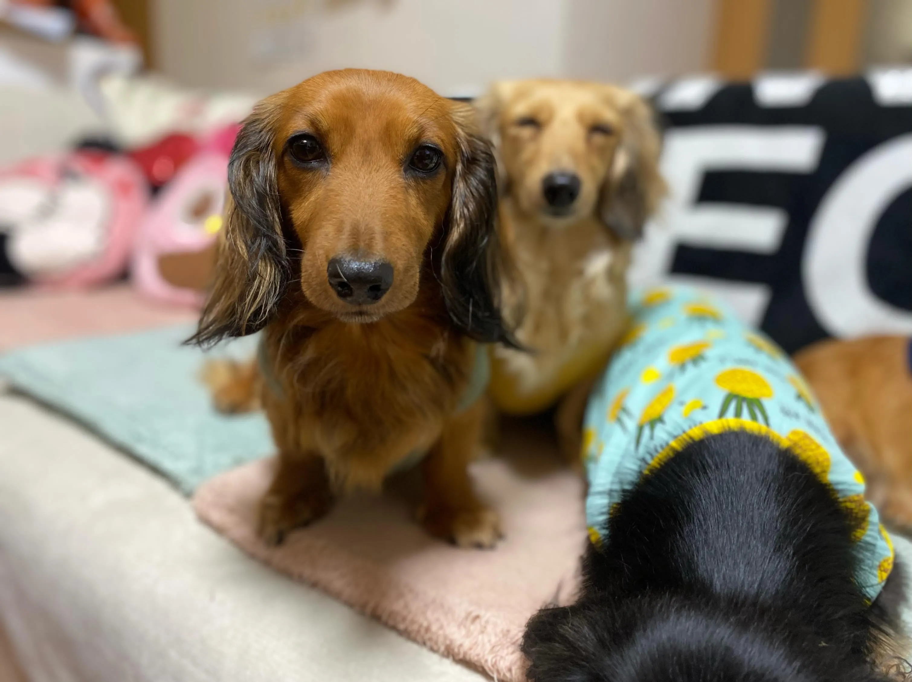 お家組さんたち🐾