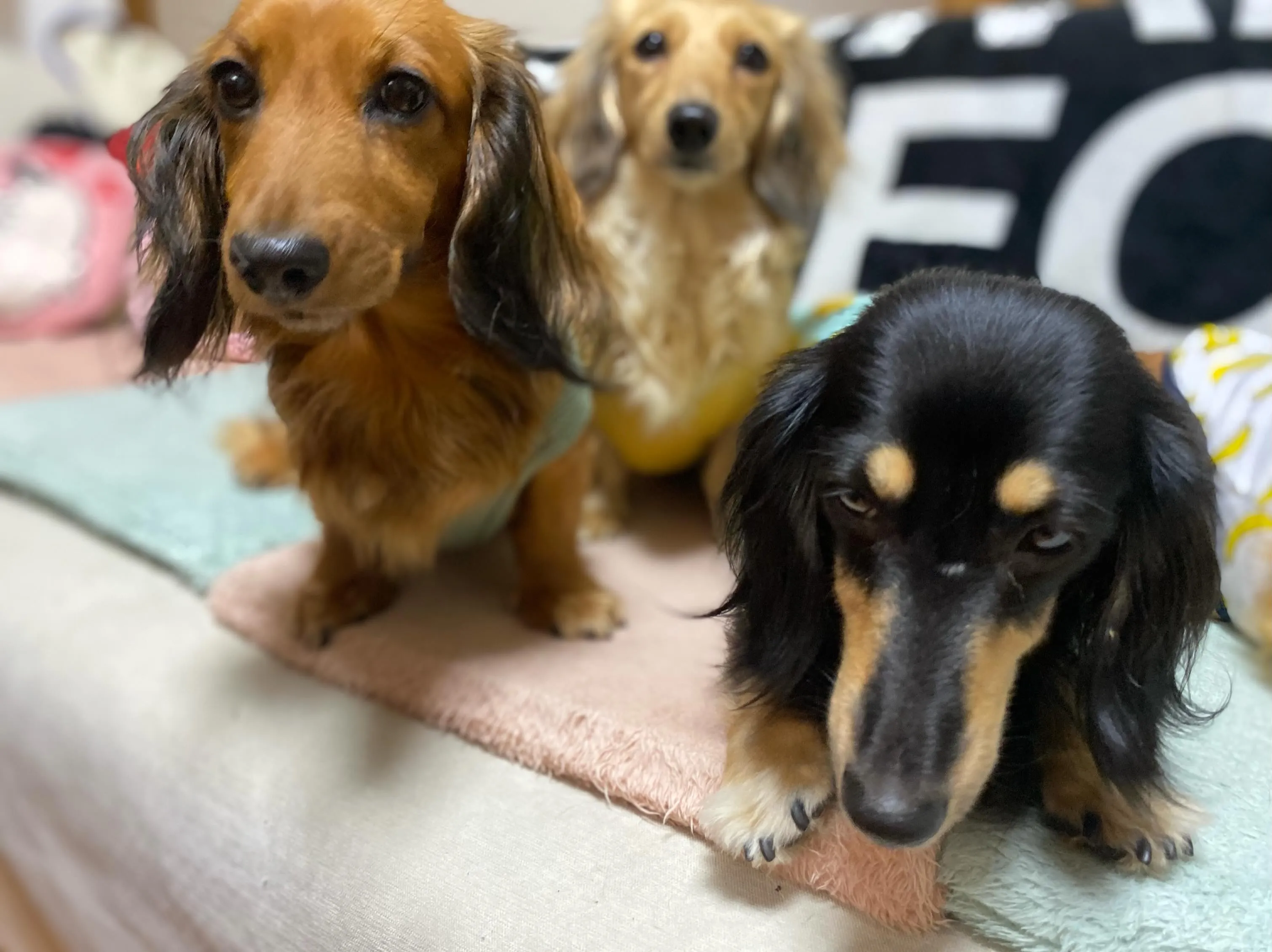 お家組さんたち🐾