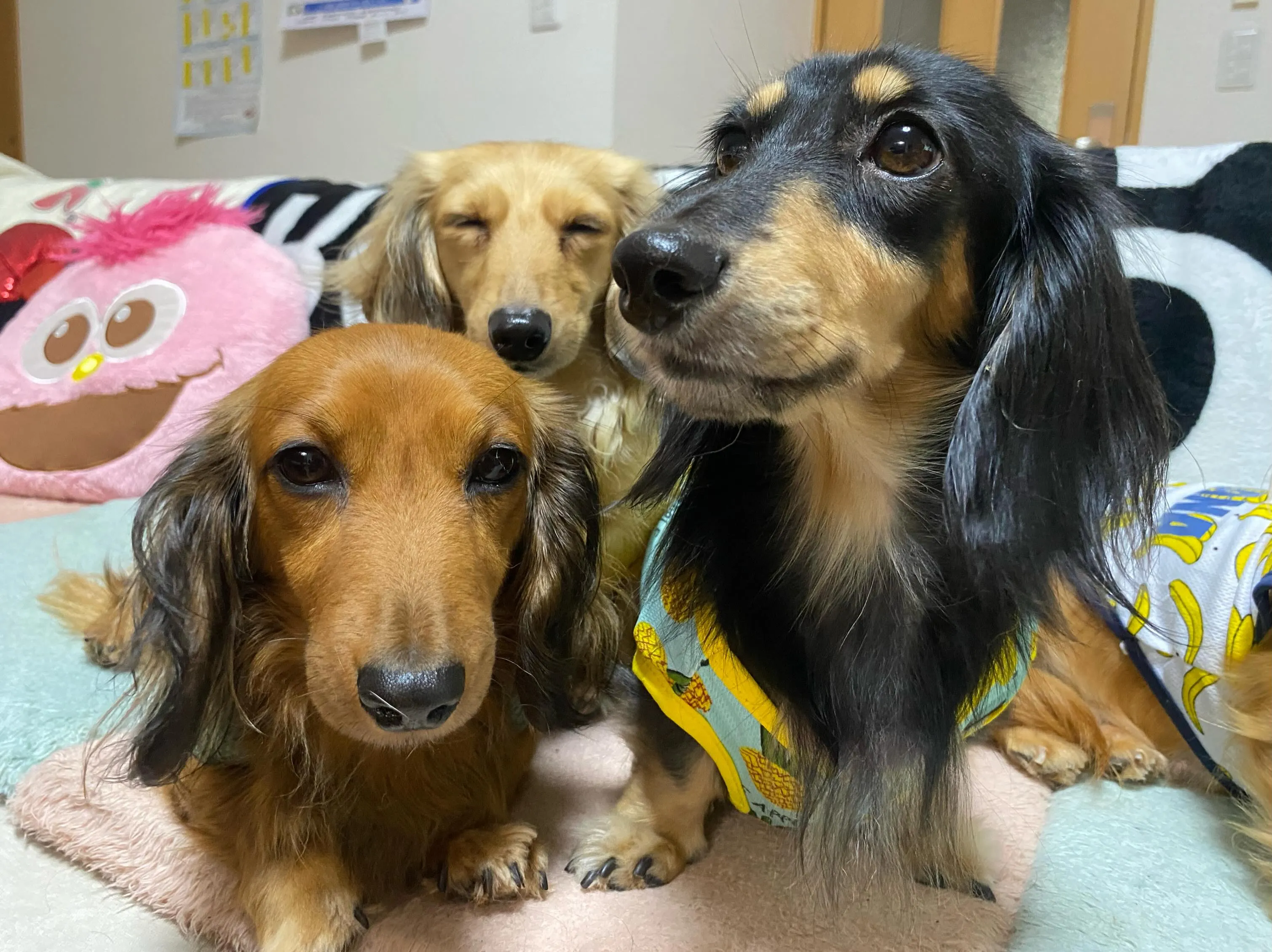 お家組さんたち🐾