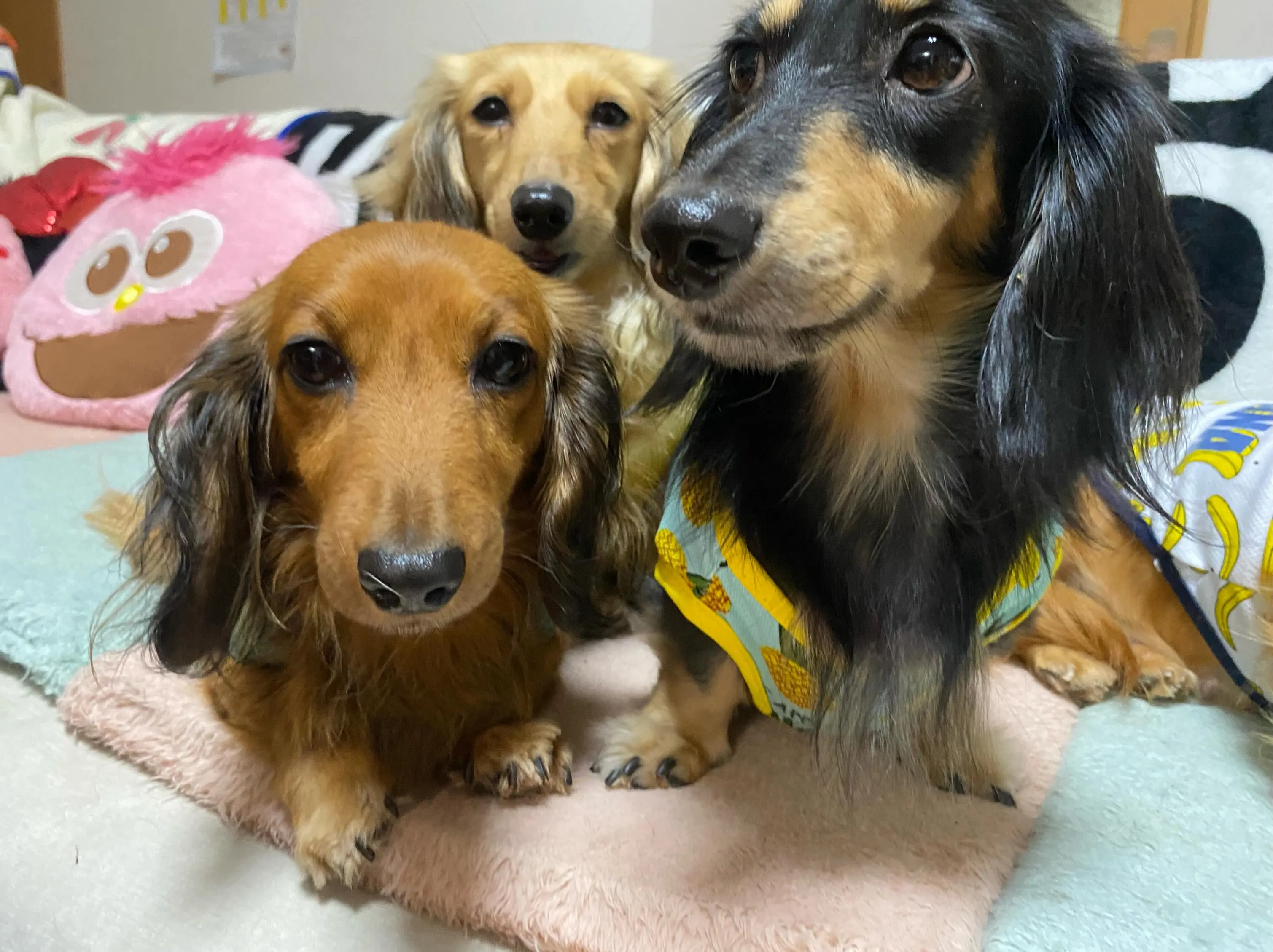お家組さんたち🐾