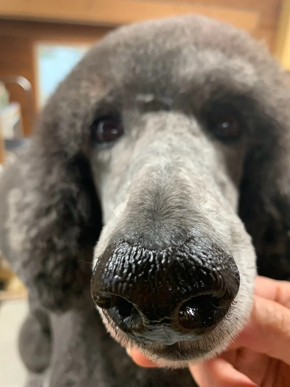 ルー🐾