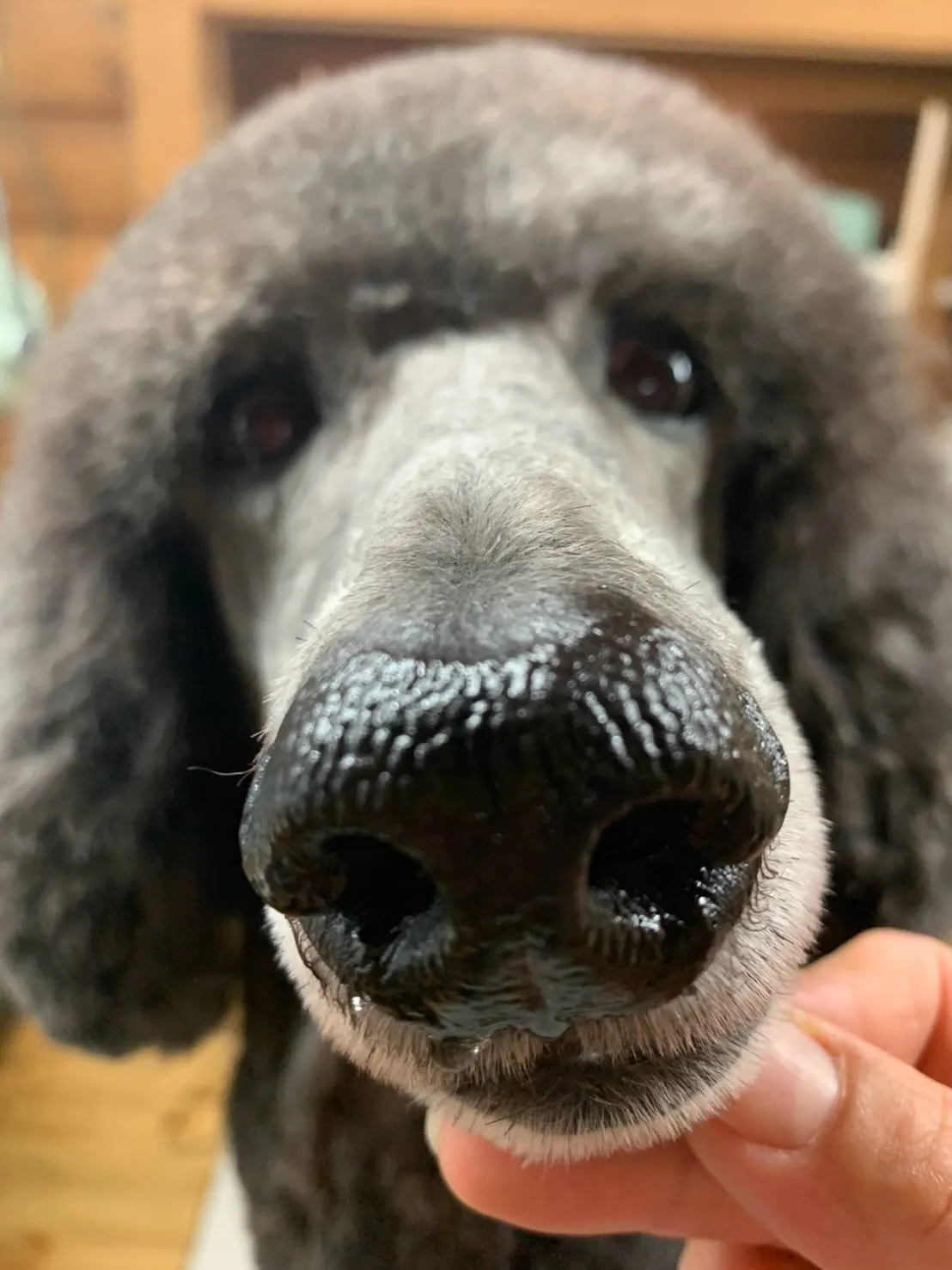 ルー🐾