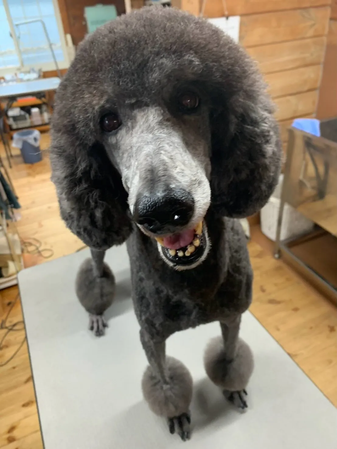 ルー🐾