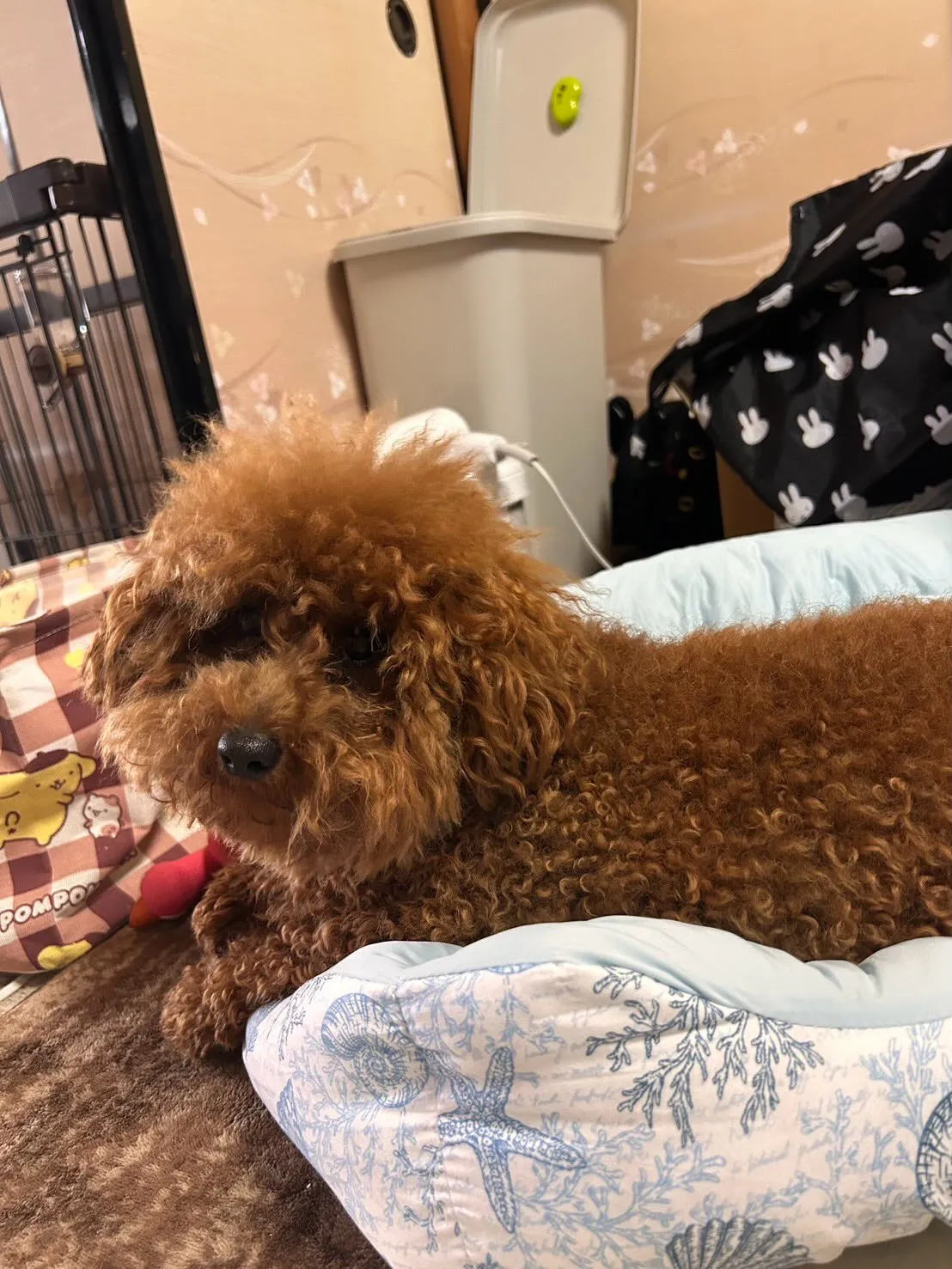 ココア君🐾