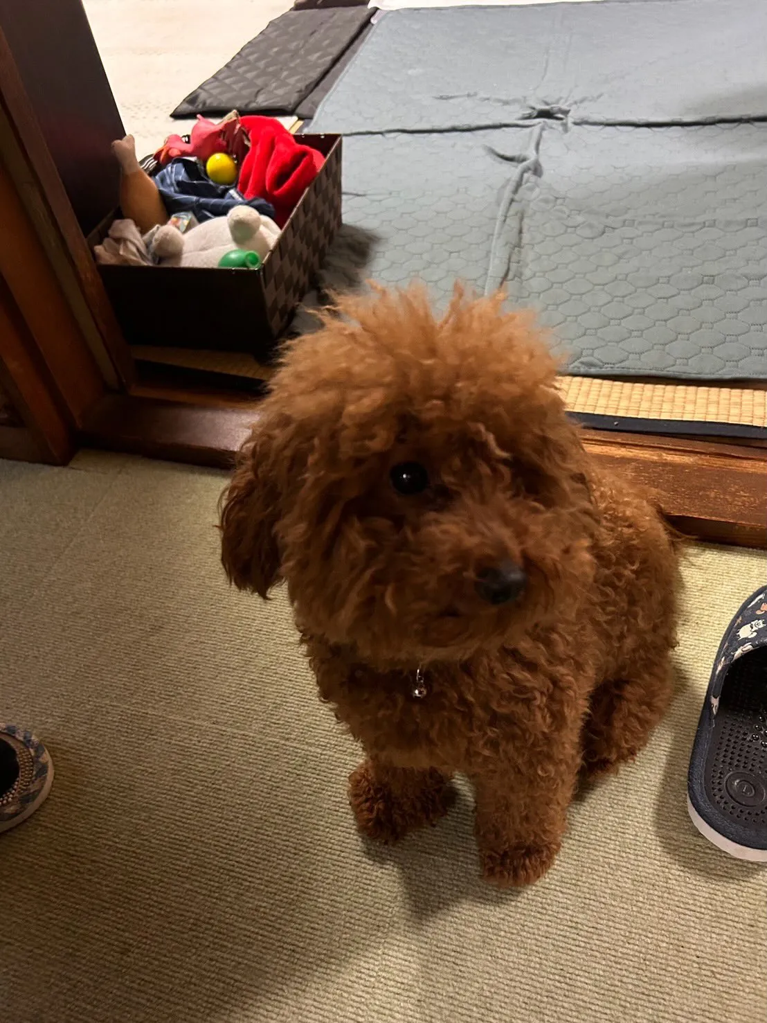 ココア君🐾