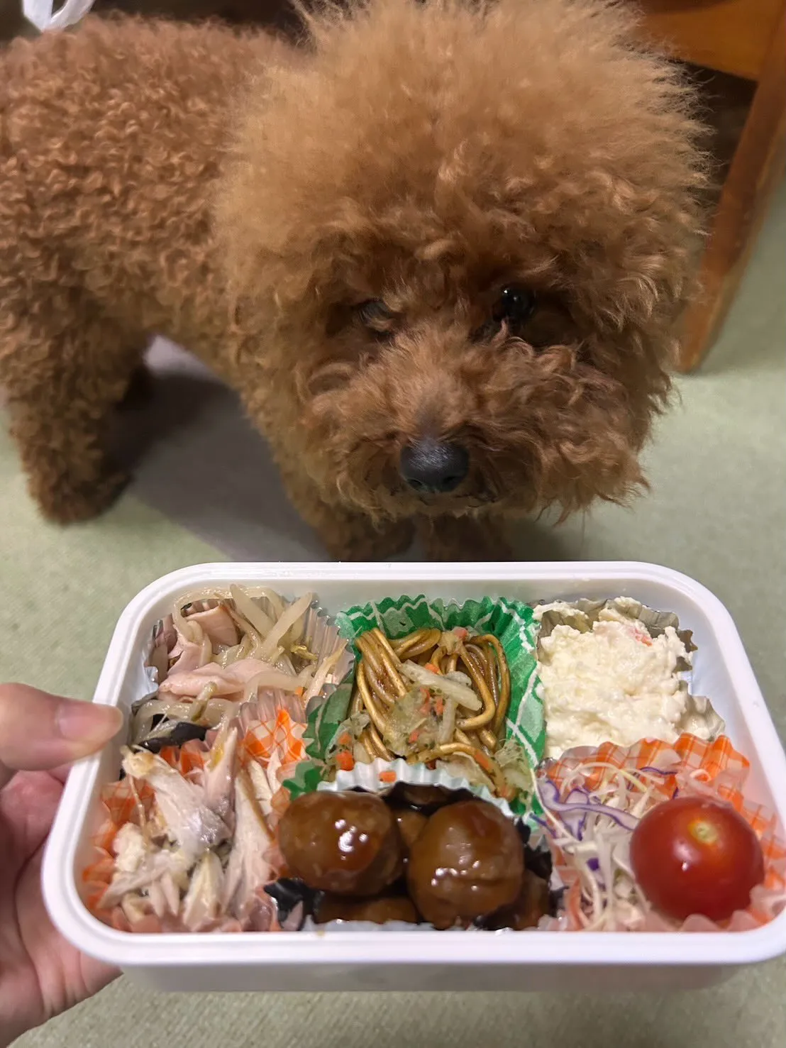 ココア君🐾
