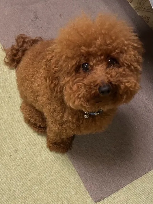 ココア君🐾
