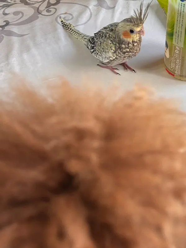 ココア君🐾