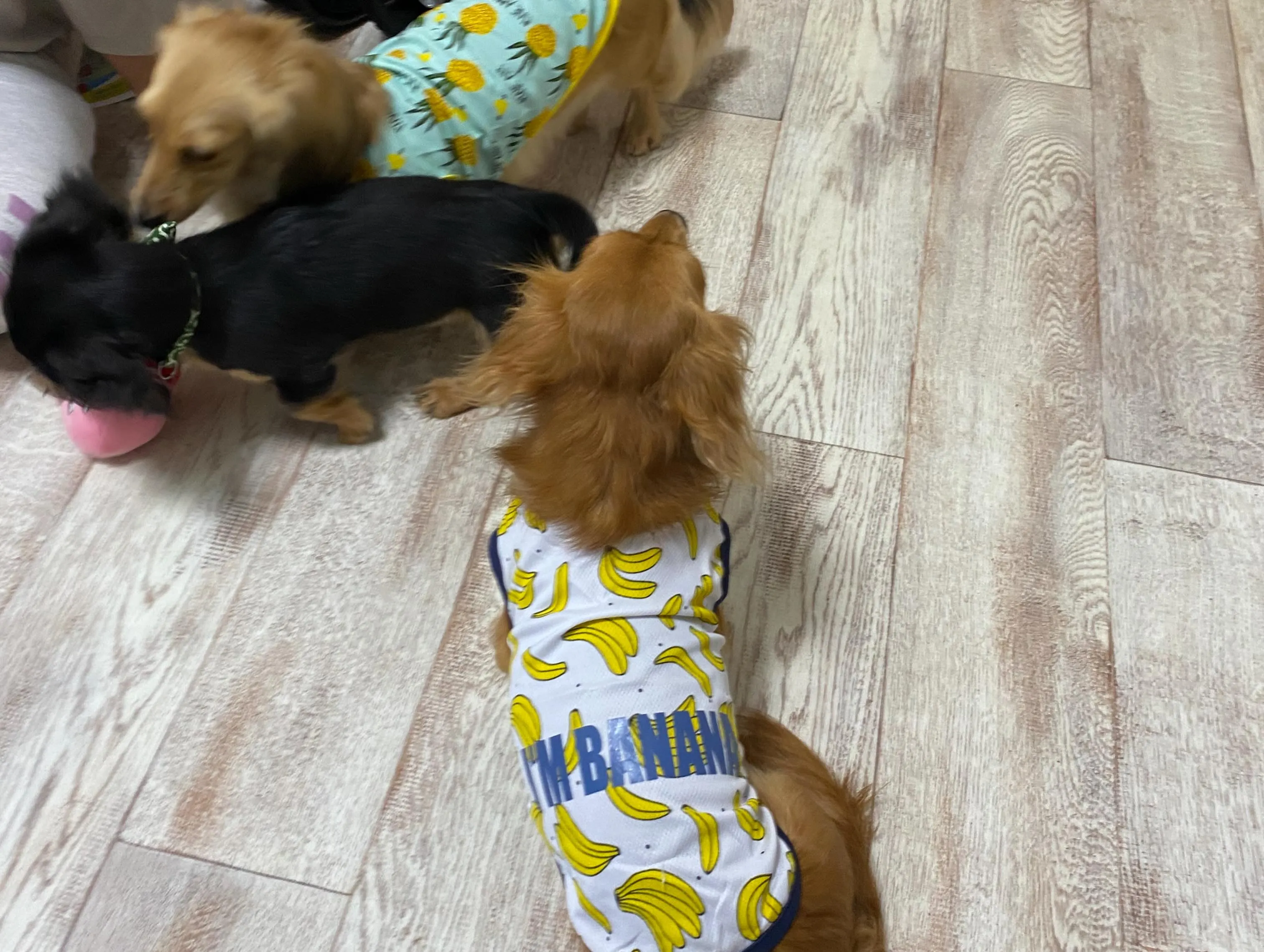 羽君🐾