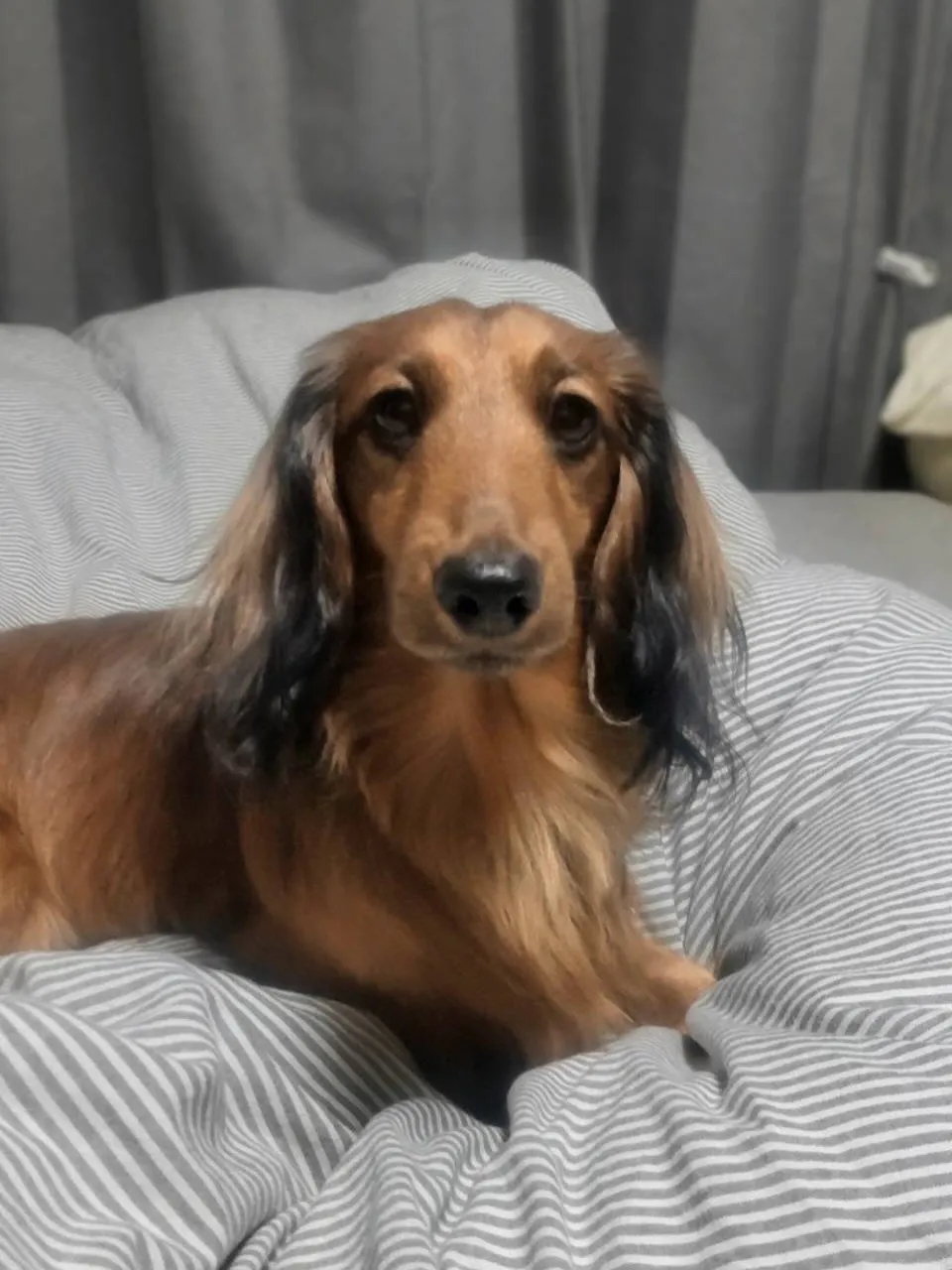 タッチ君🐾
