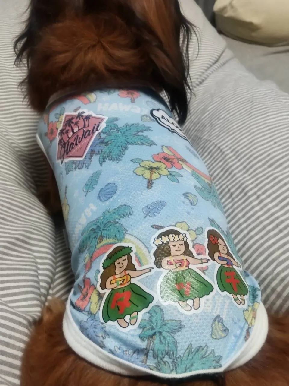 タッチ君🐾