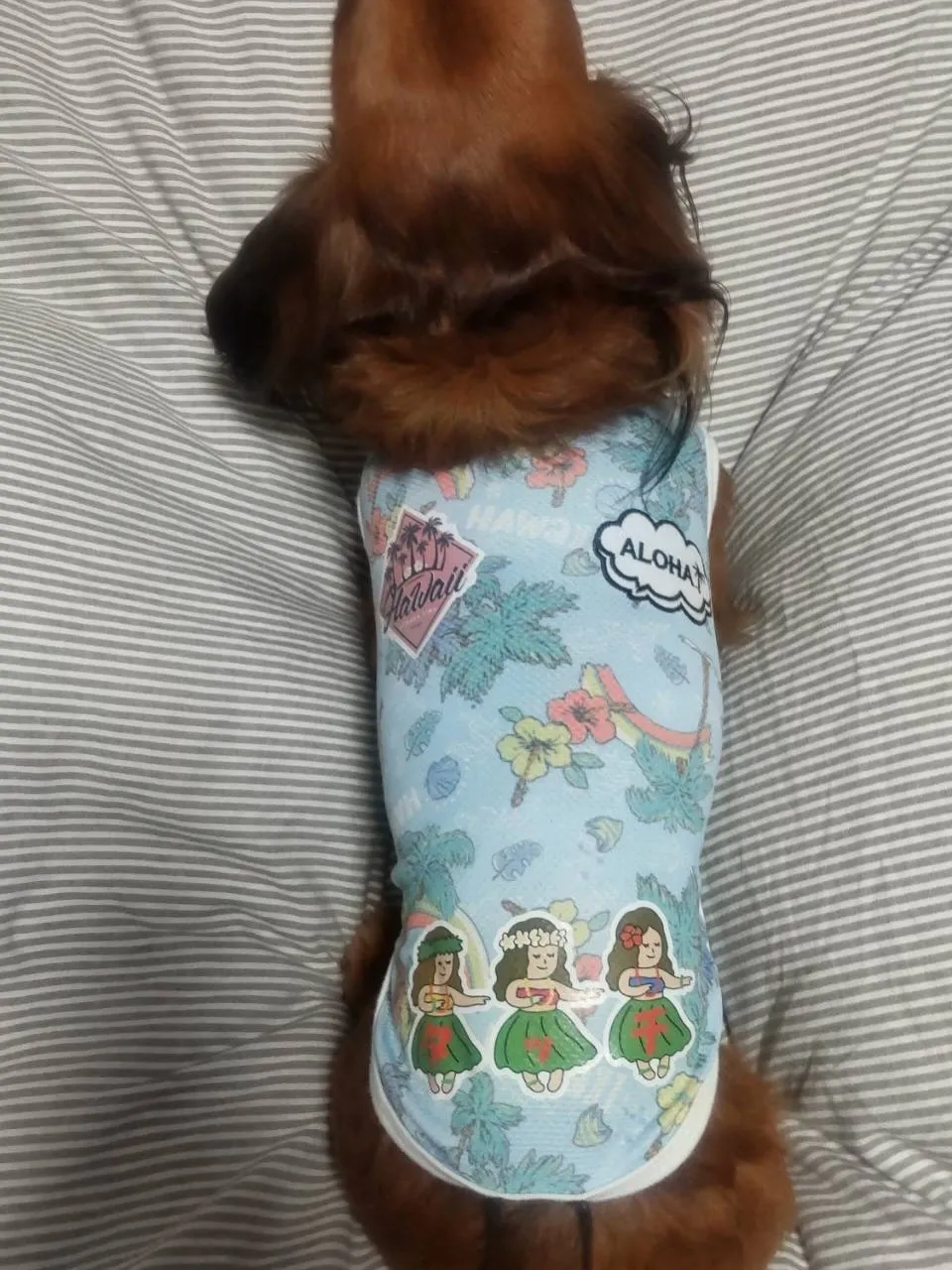 タッチ君🐾