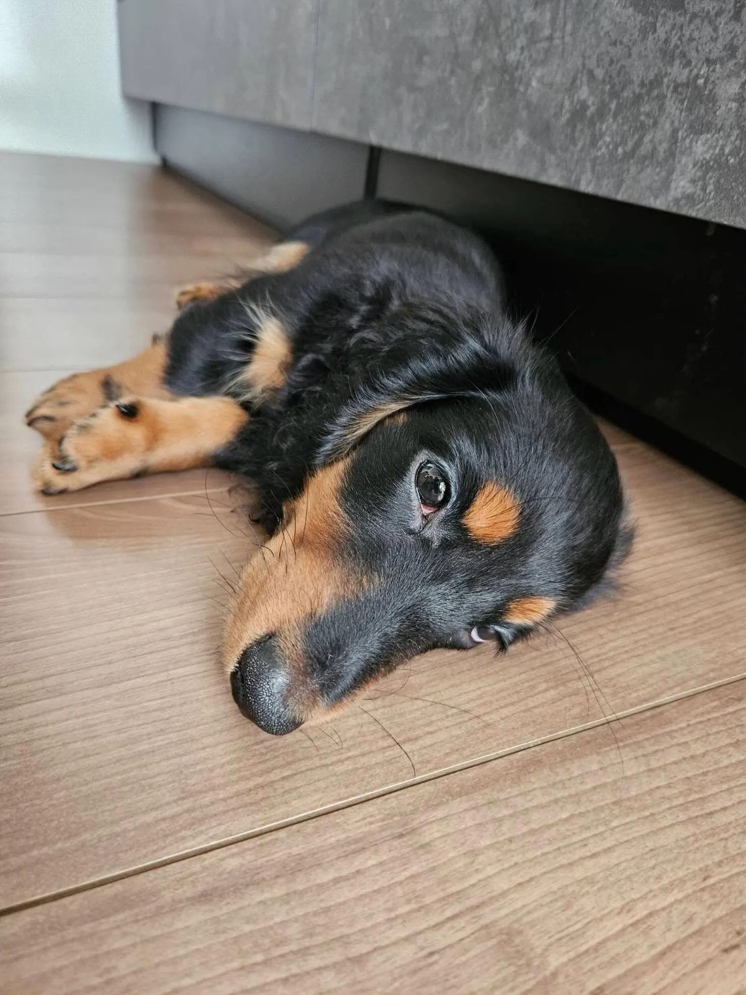 天君🐾