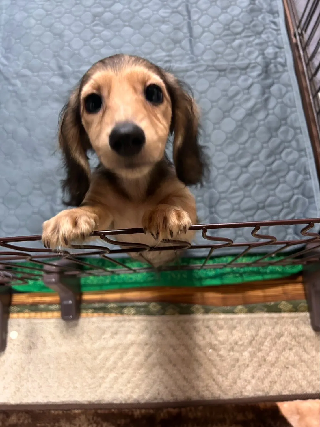ノア君🐾