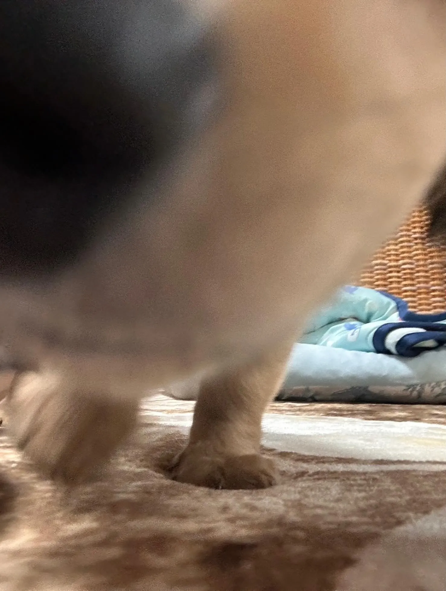 ノア君🐾