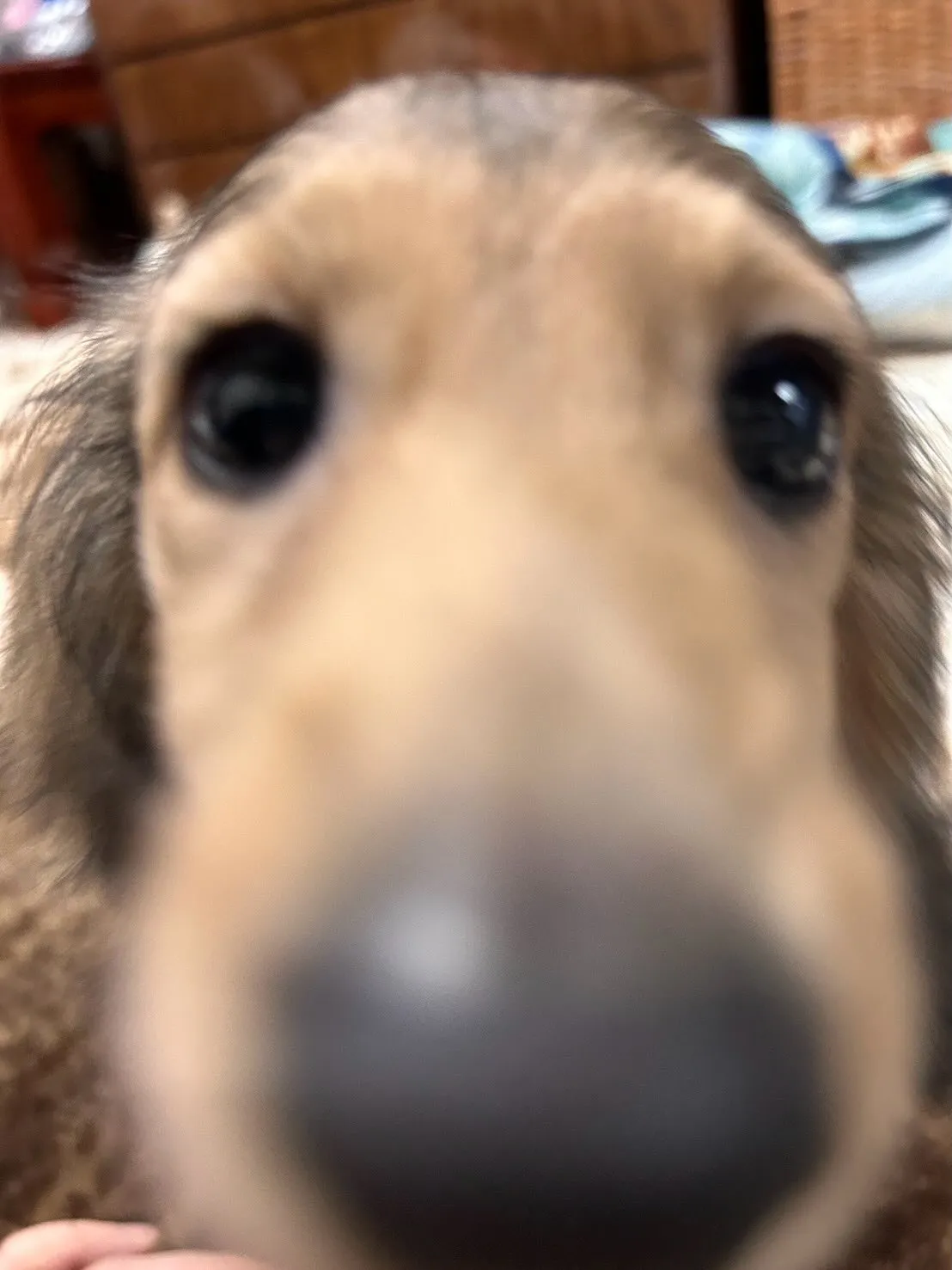 ノア君🐾
