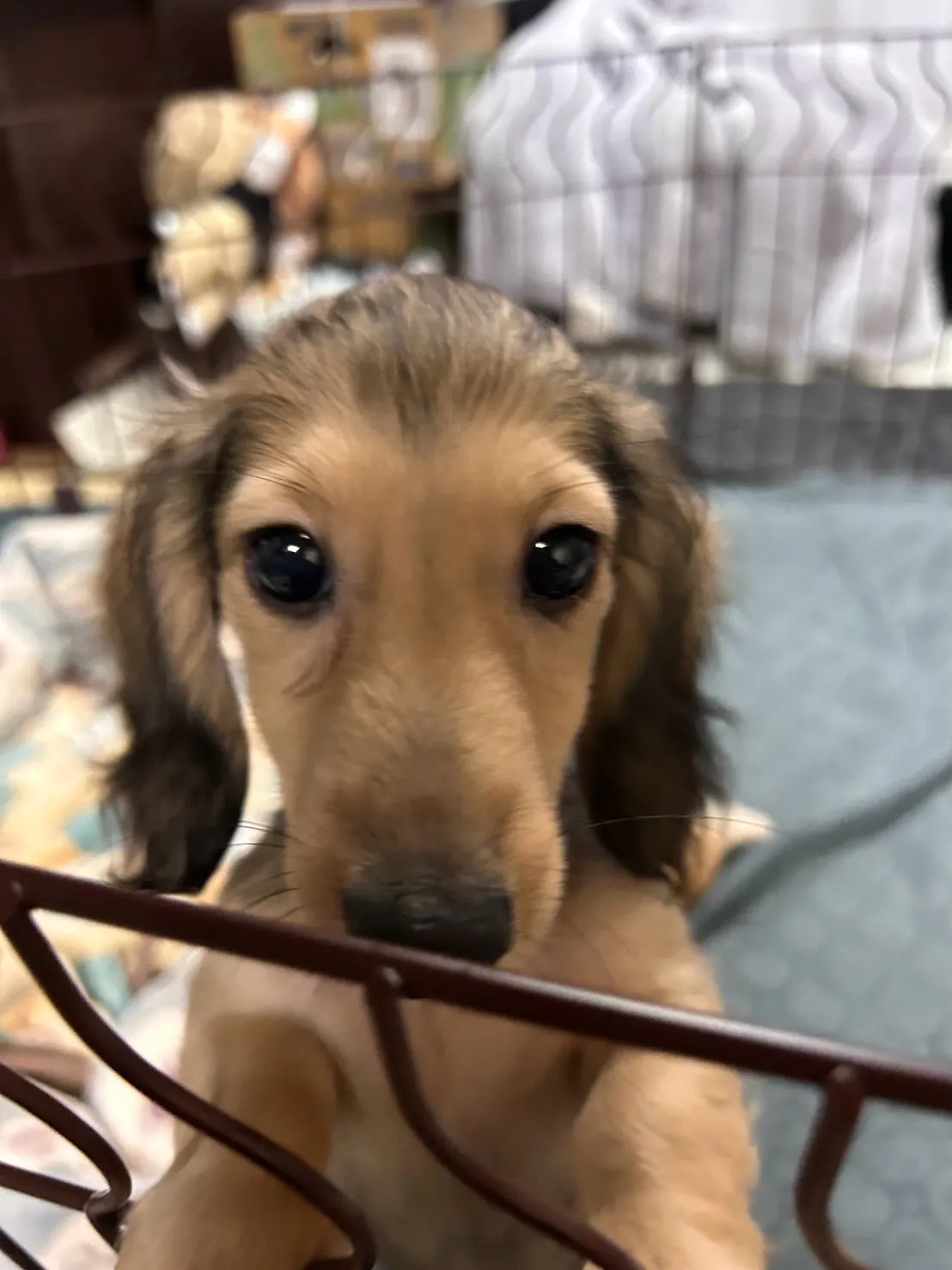 ノア君🐾