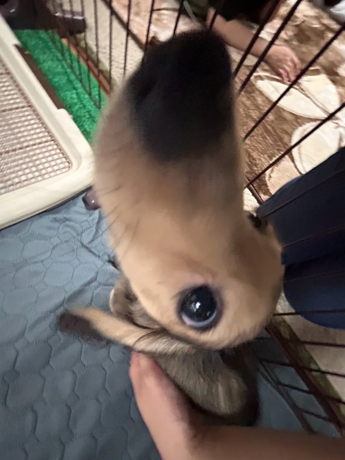 ノア君🐾