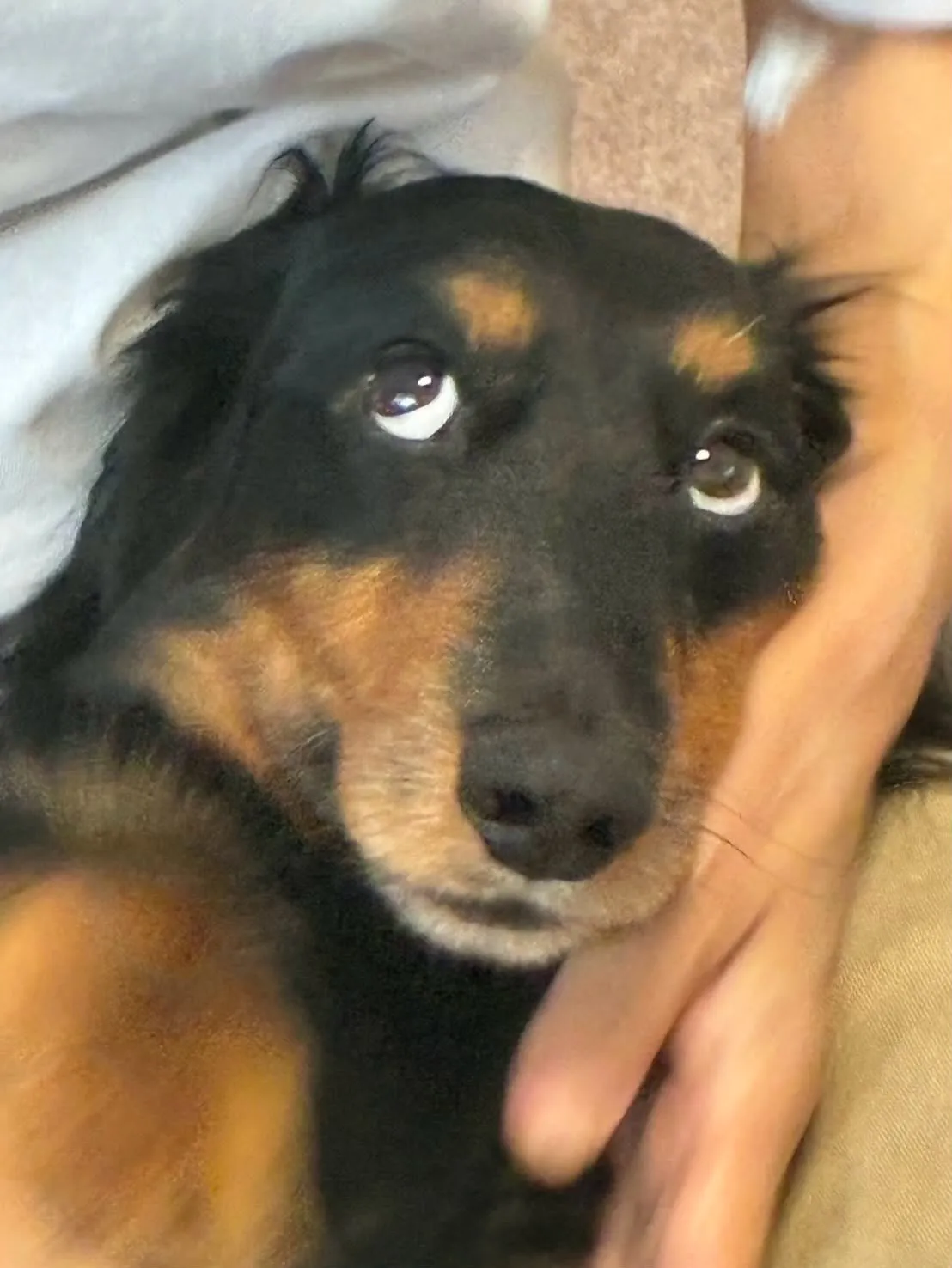 マイク君🐾