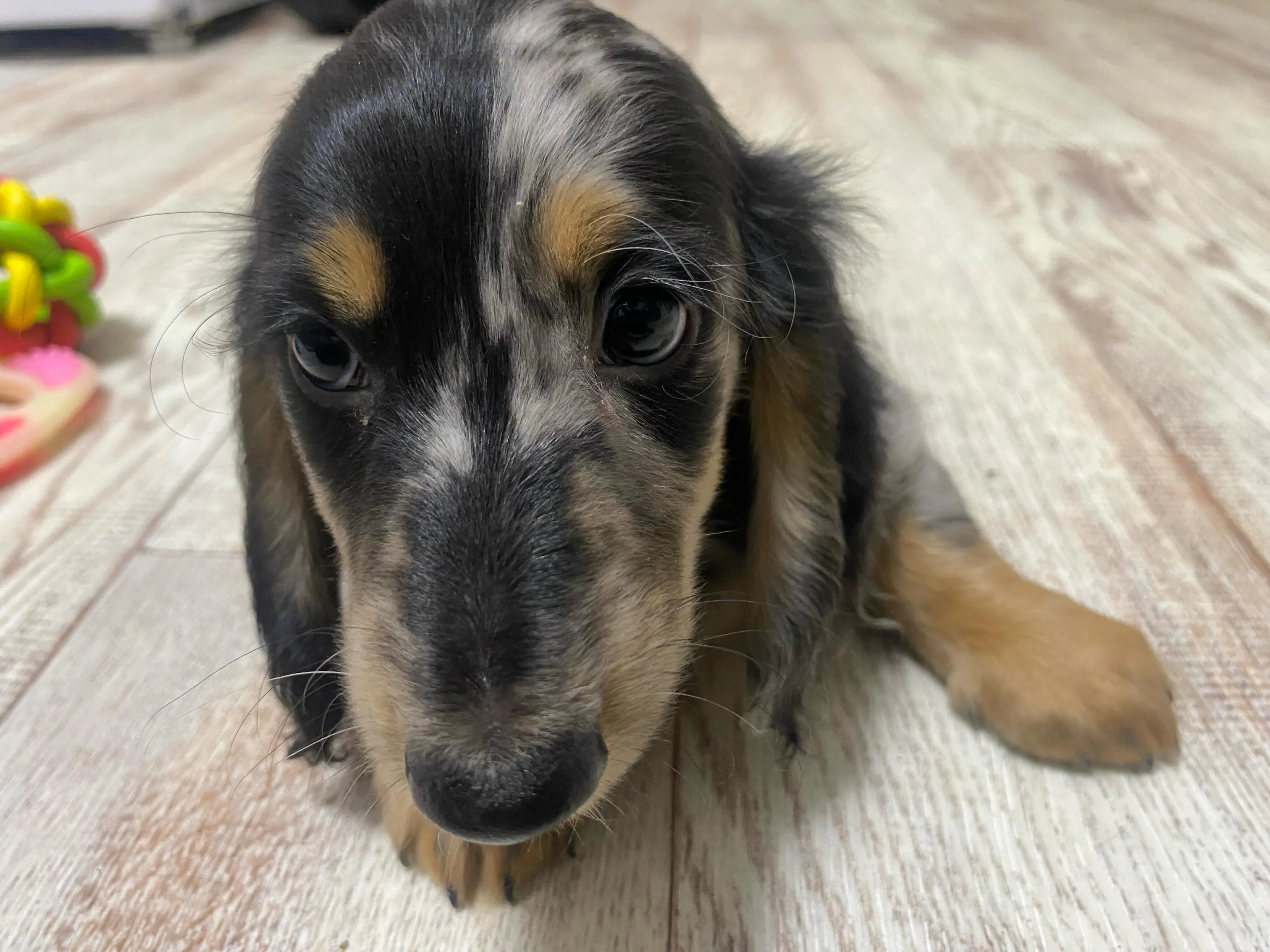 海君🐾