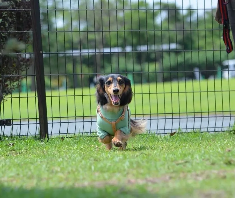ダンク君🐾