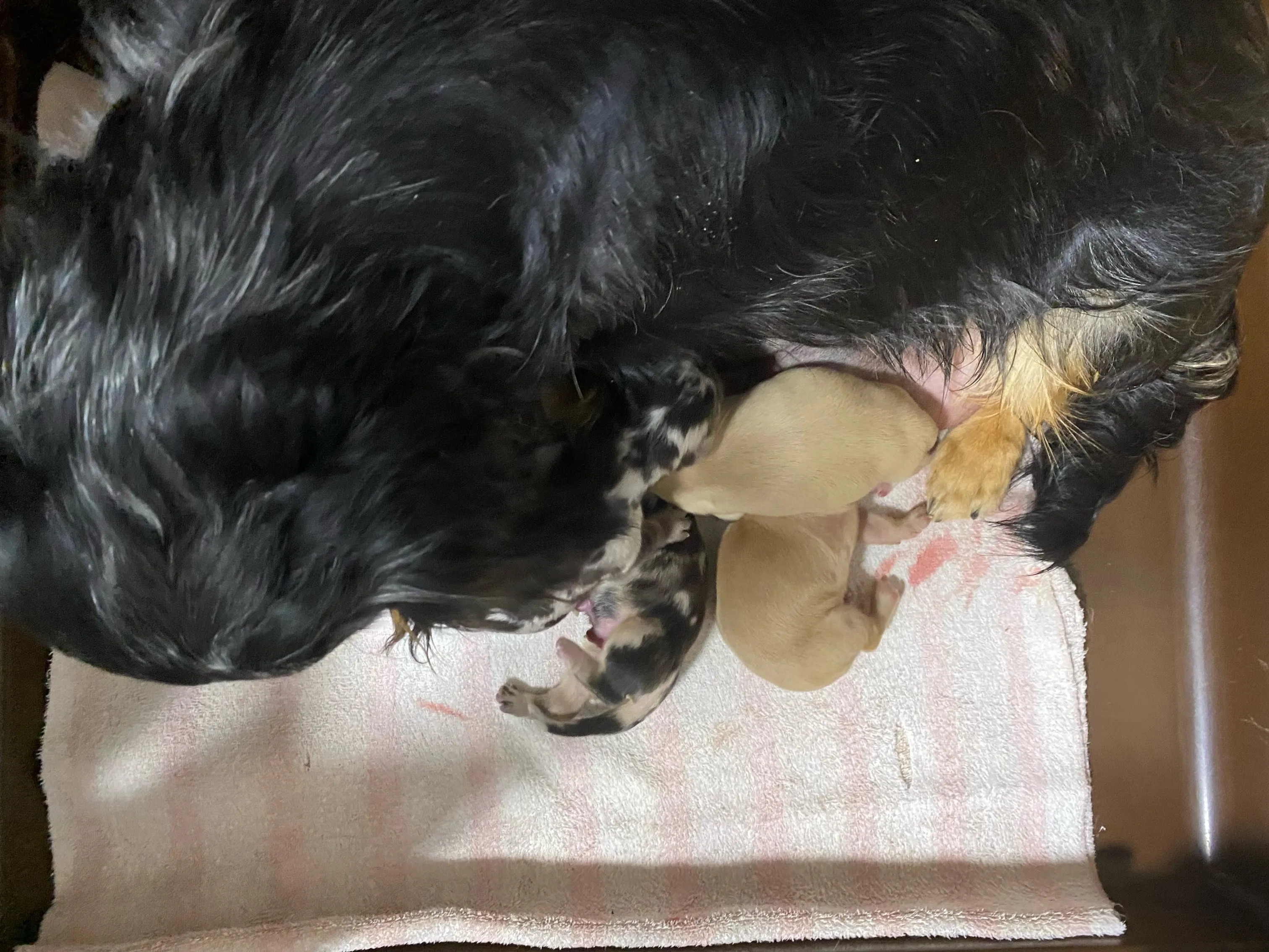 産まれました🐾