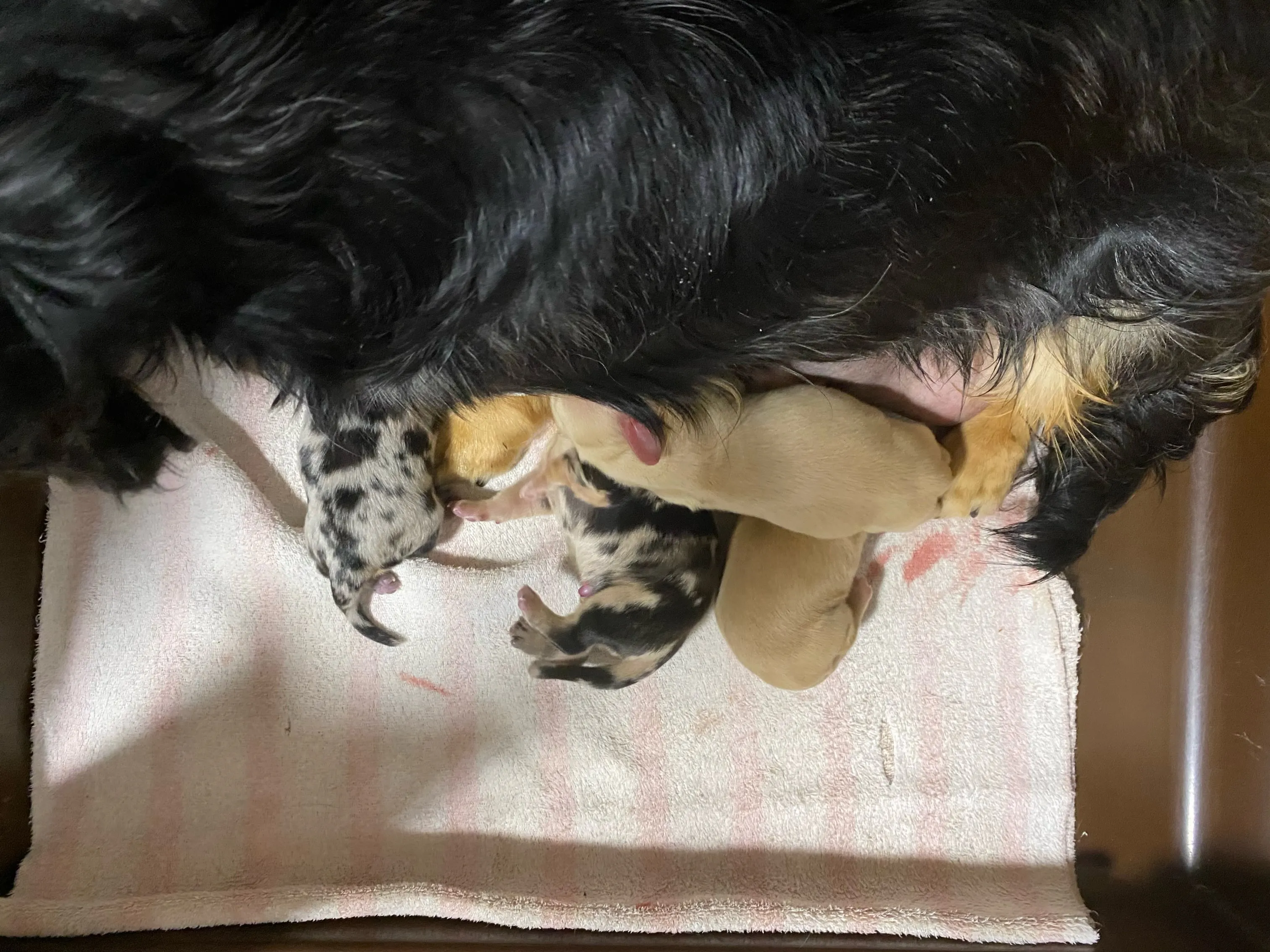 産まれました🐾
