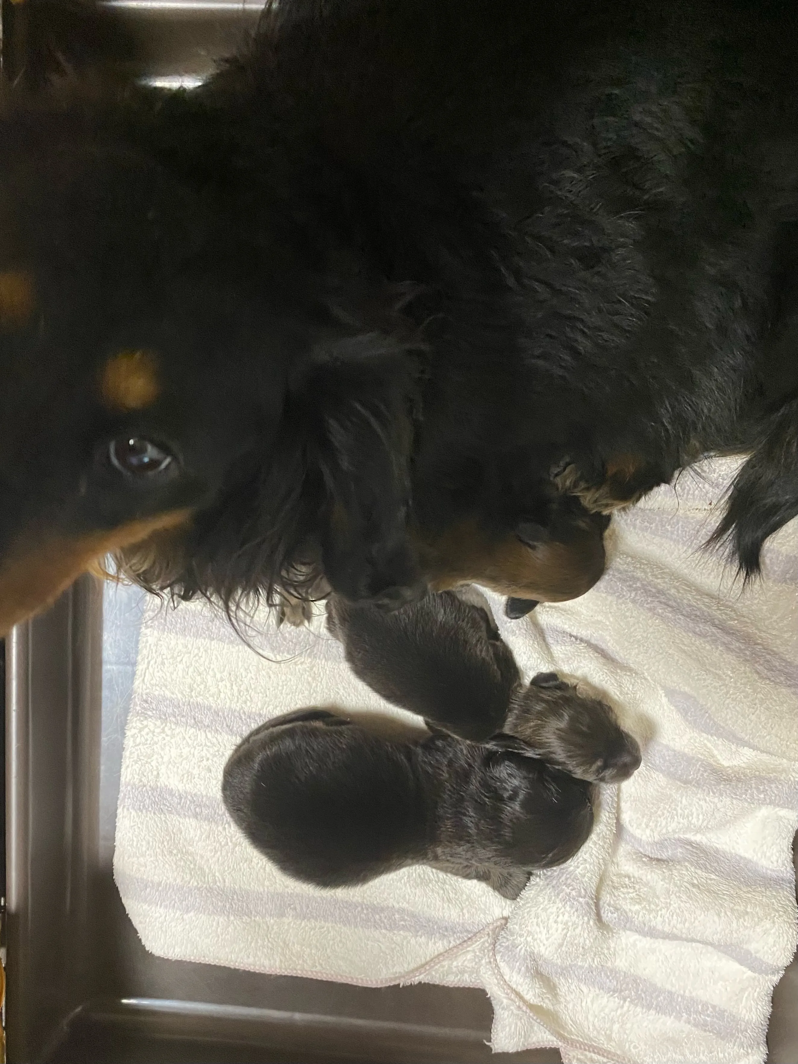 産まれました🐾