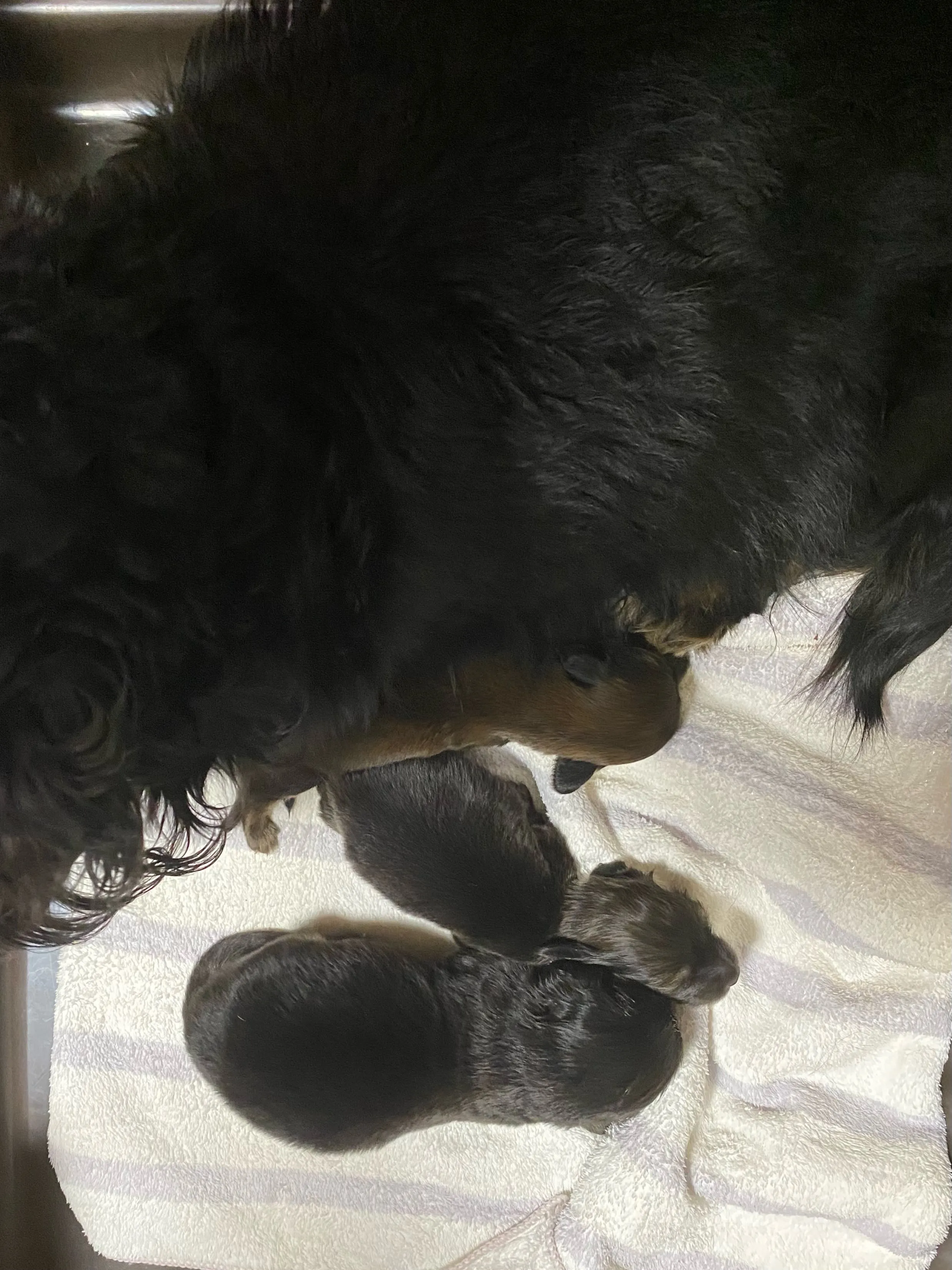 産まれました🐾