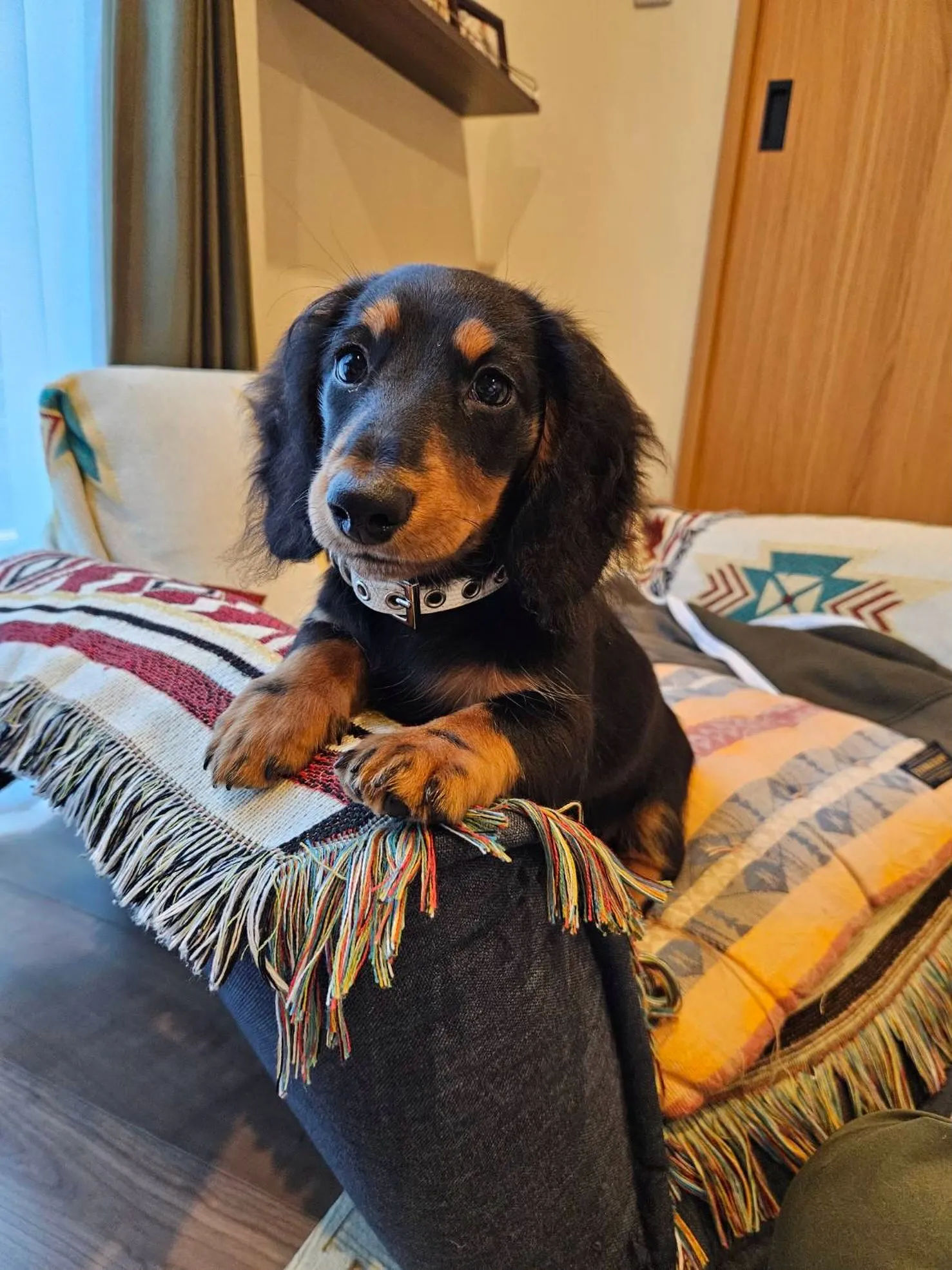 天君🐾