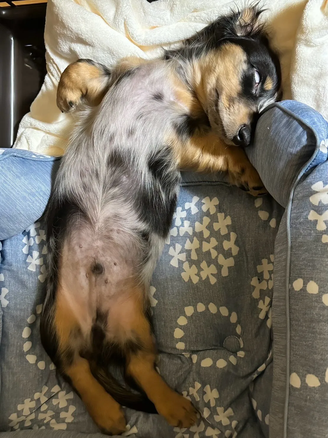 海君🐾