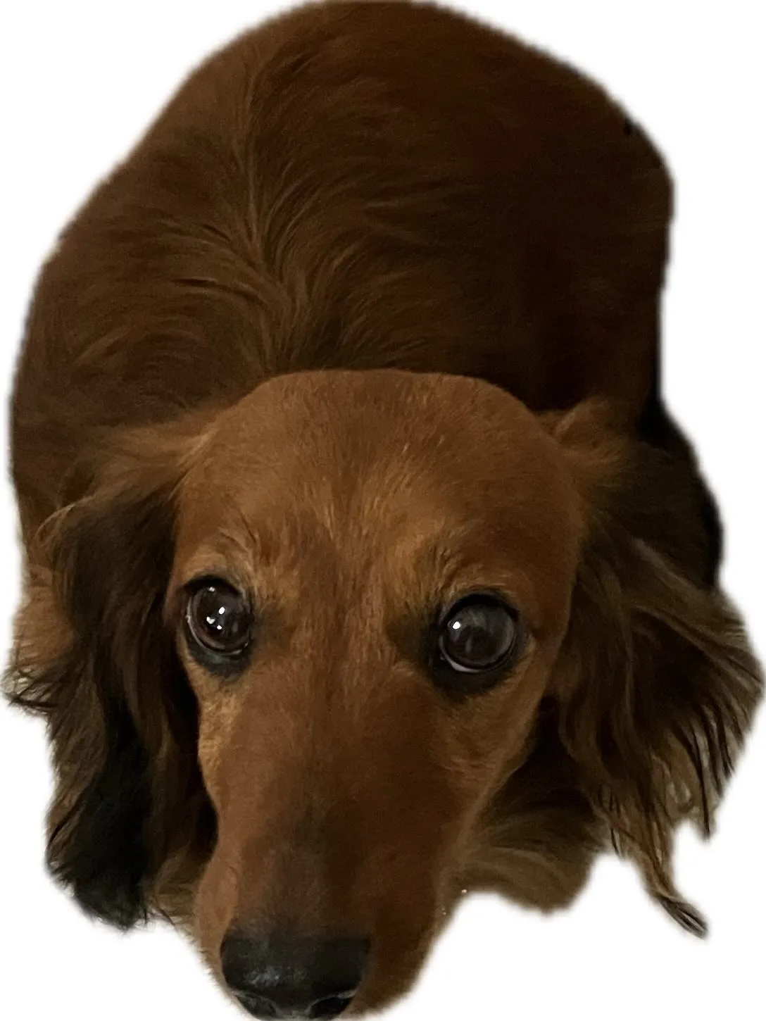 のみりちゃん🐾