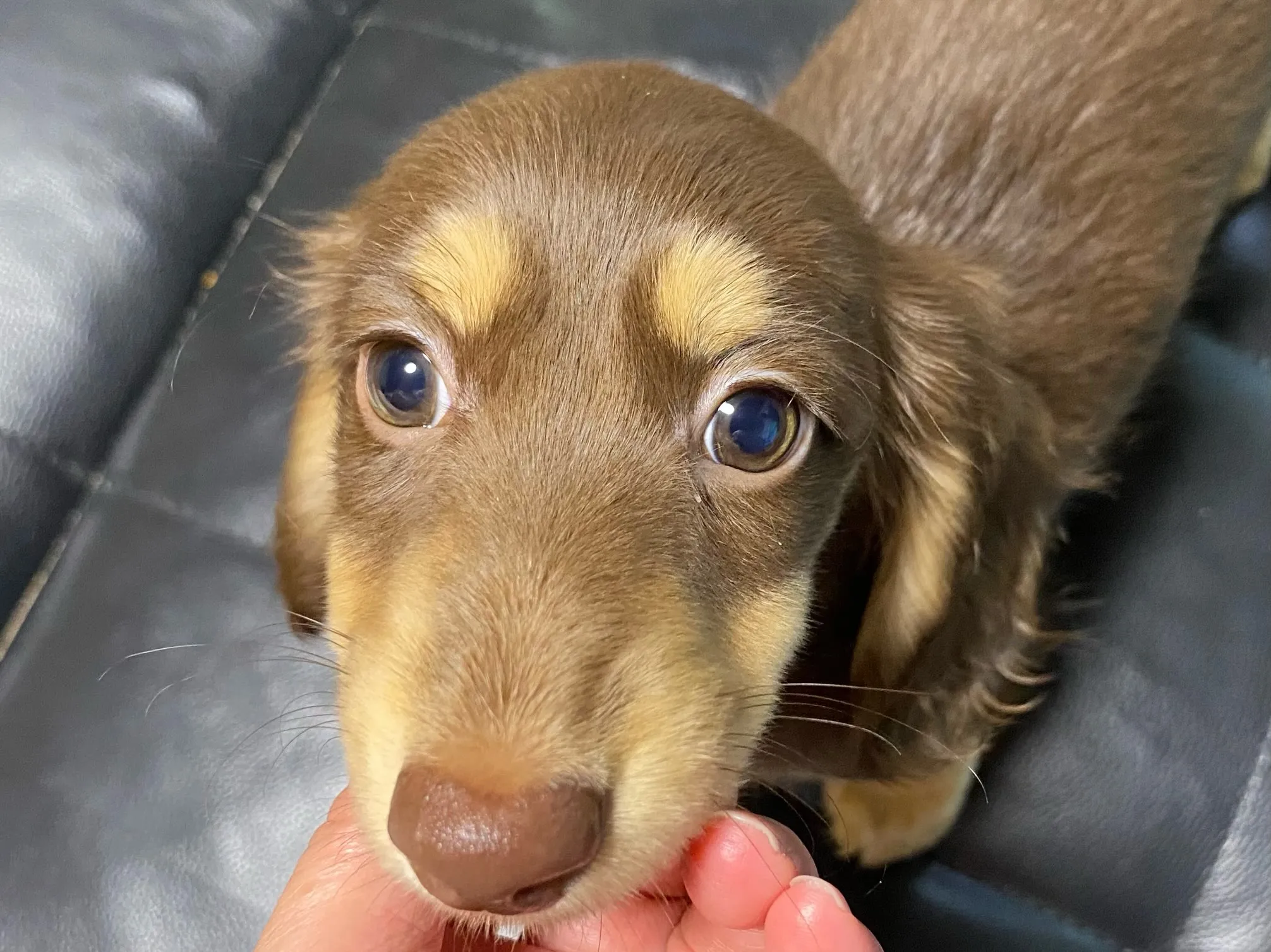 チョコちゃん🐾