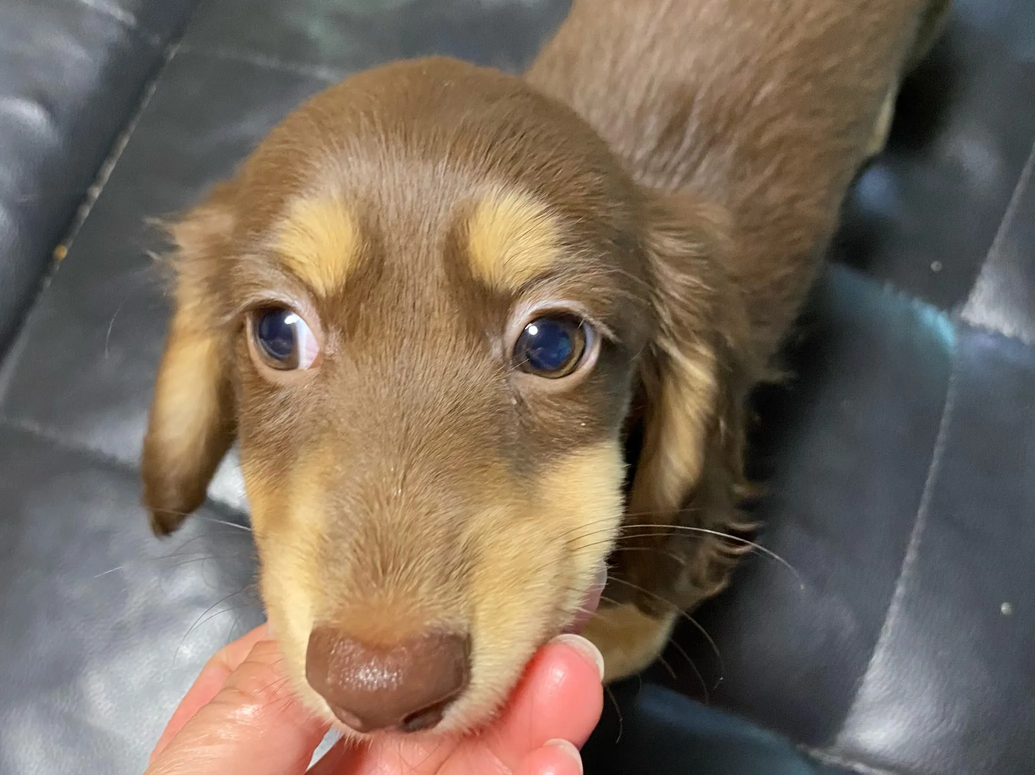 チョコちゃん🐾