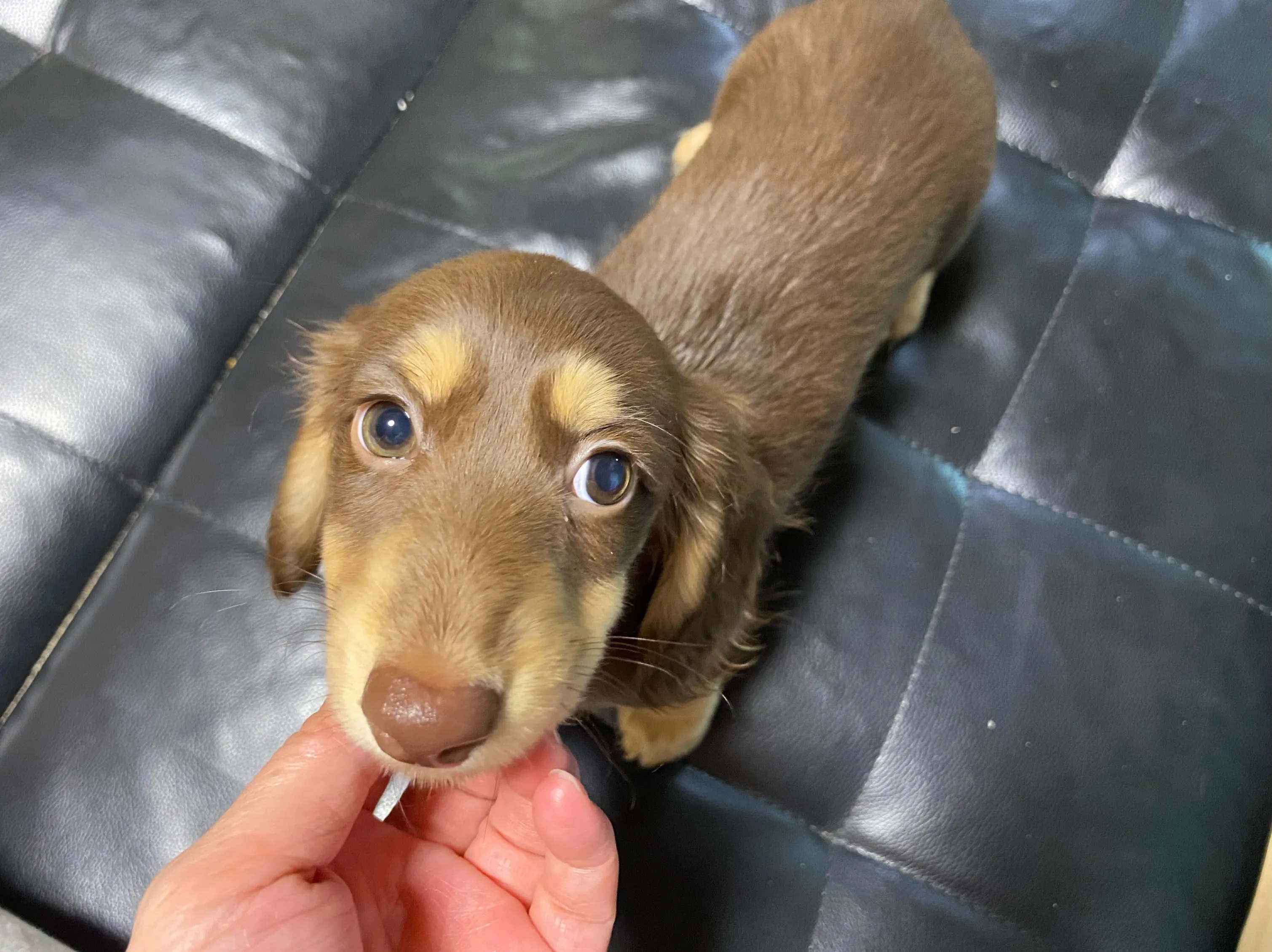 チョコちゃん🐾