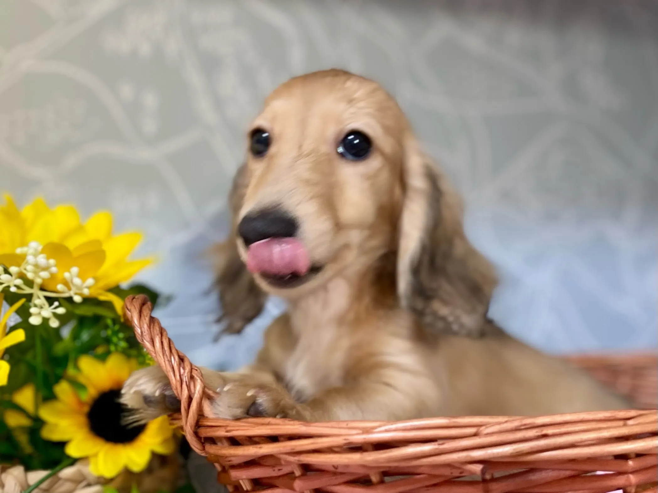 2026.4,1生まれ