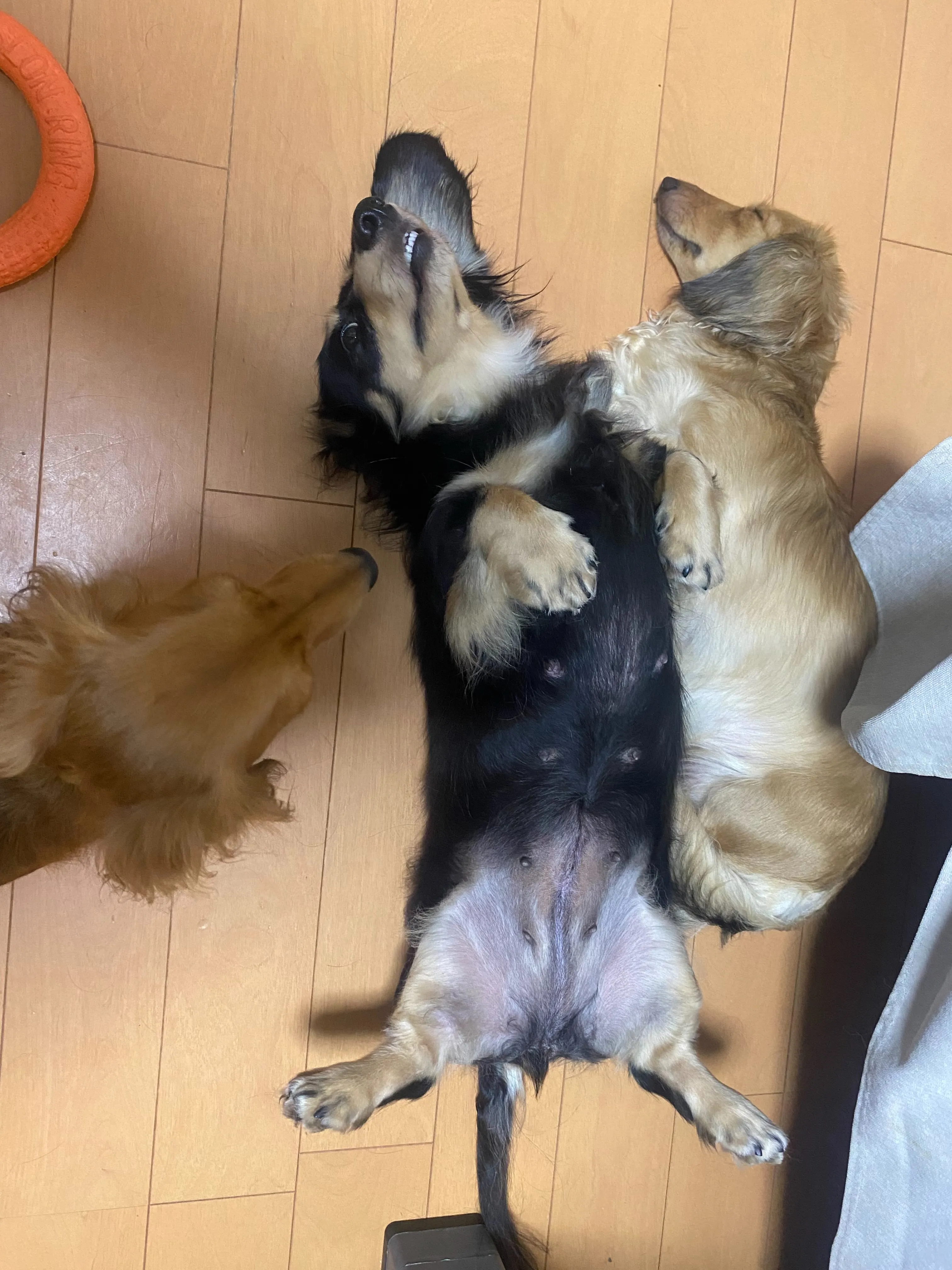 我が家の日常🐾