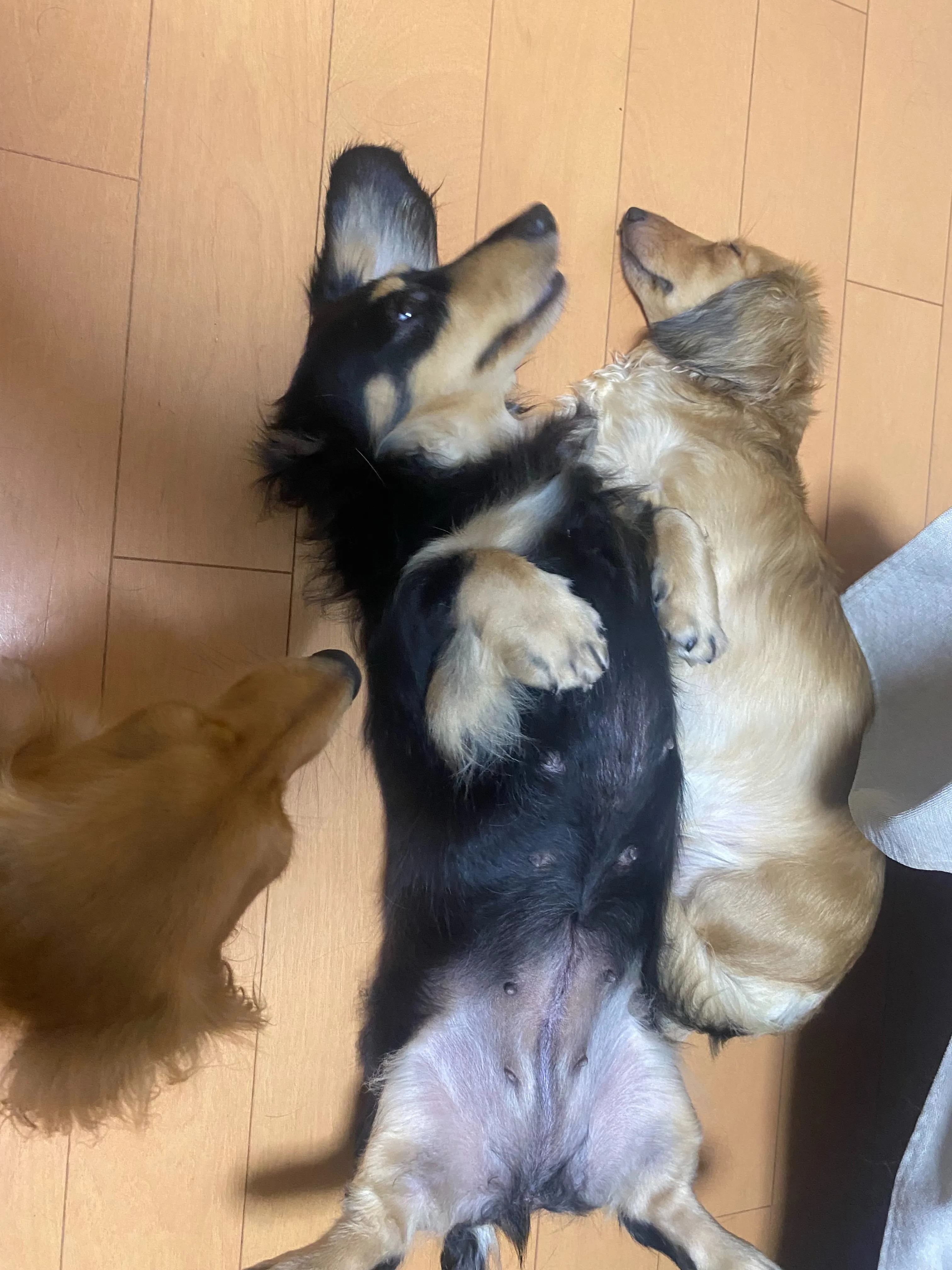 我が家の日常🐾