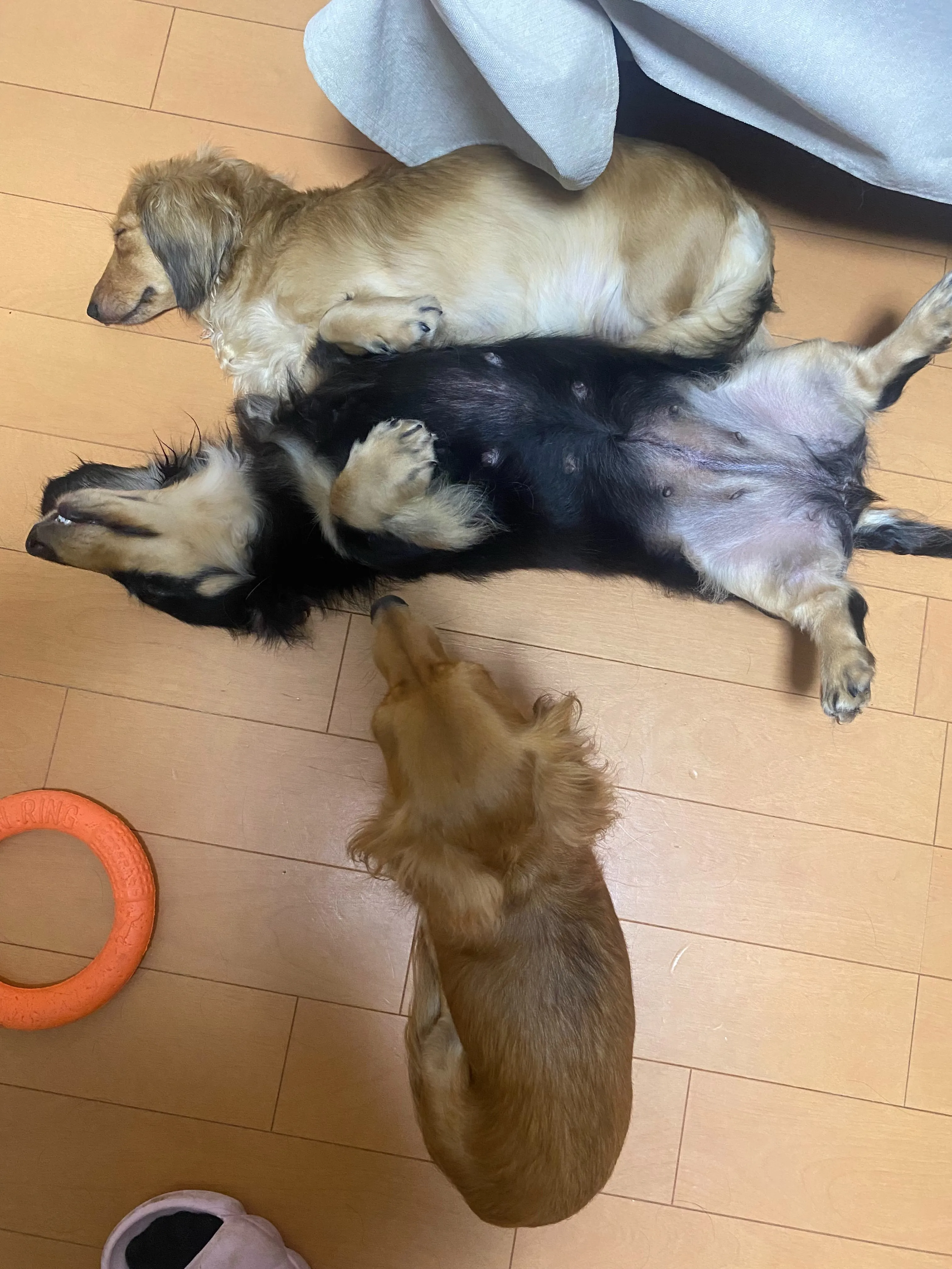 我が家の日常🐾