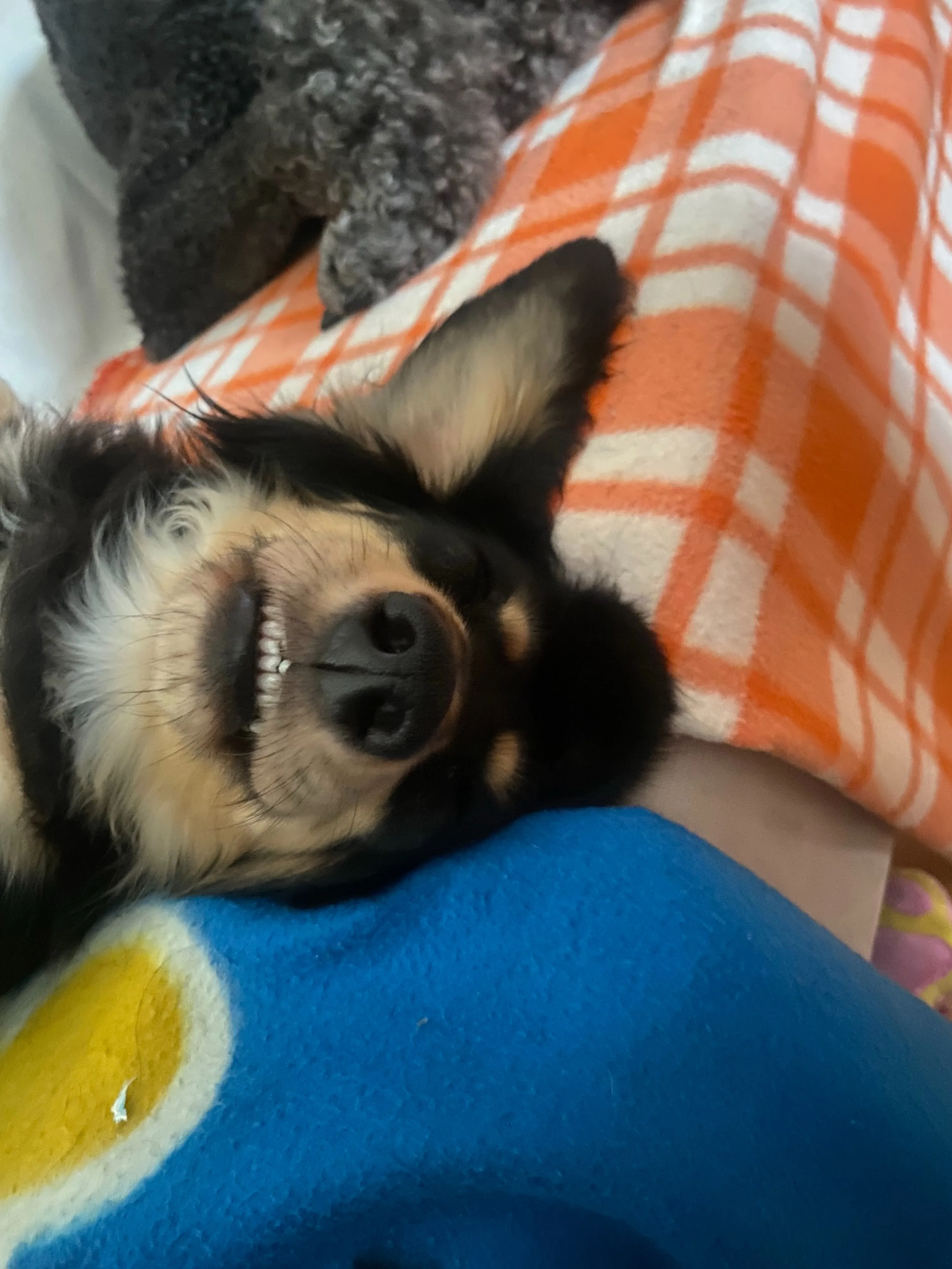 我が家の日常🐾