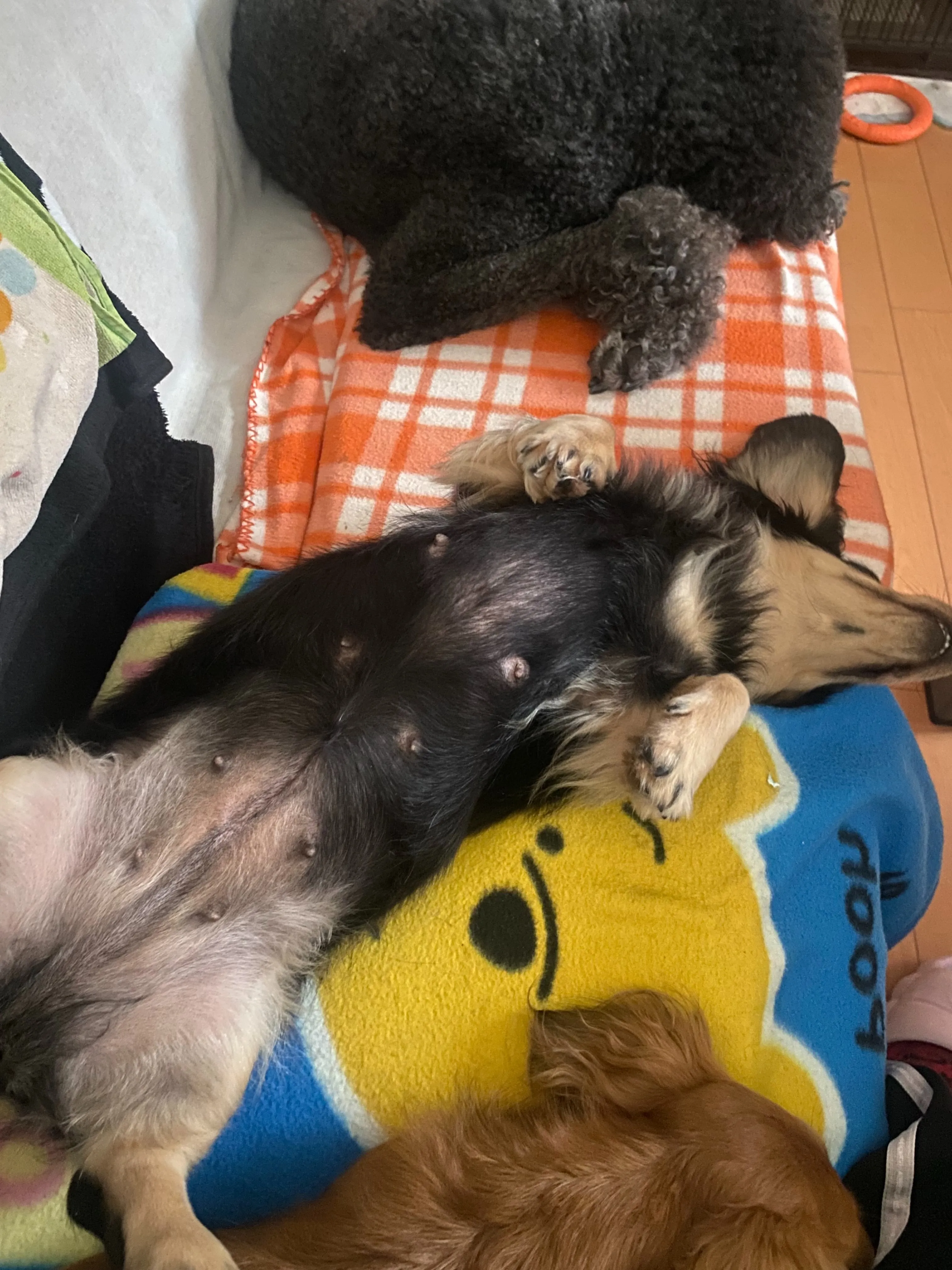 我が家の日常🐾