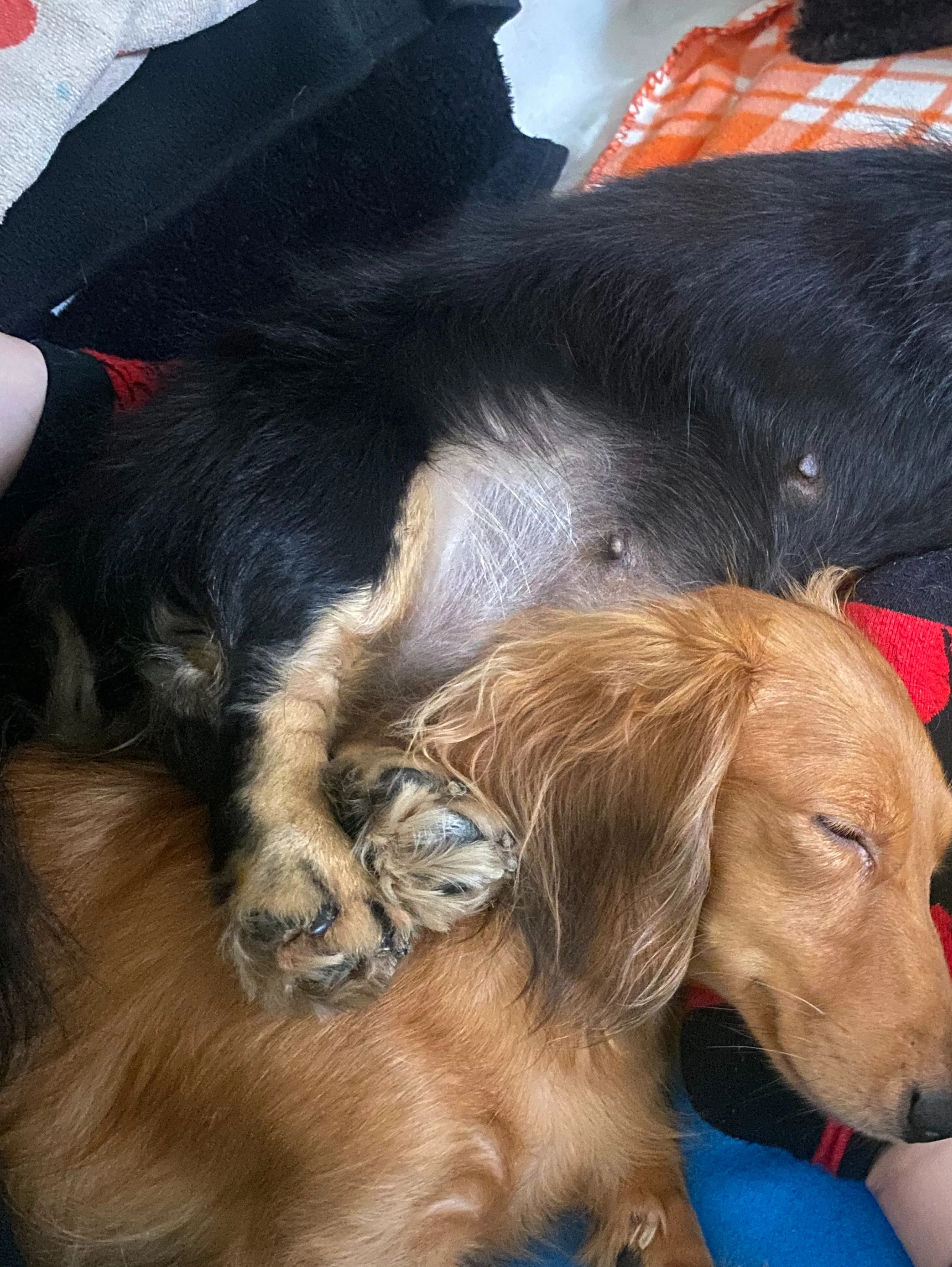 我が家の日常🐾