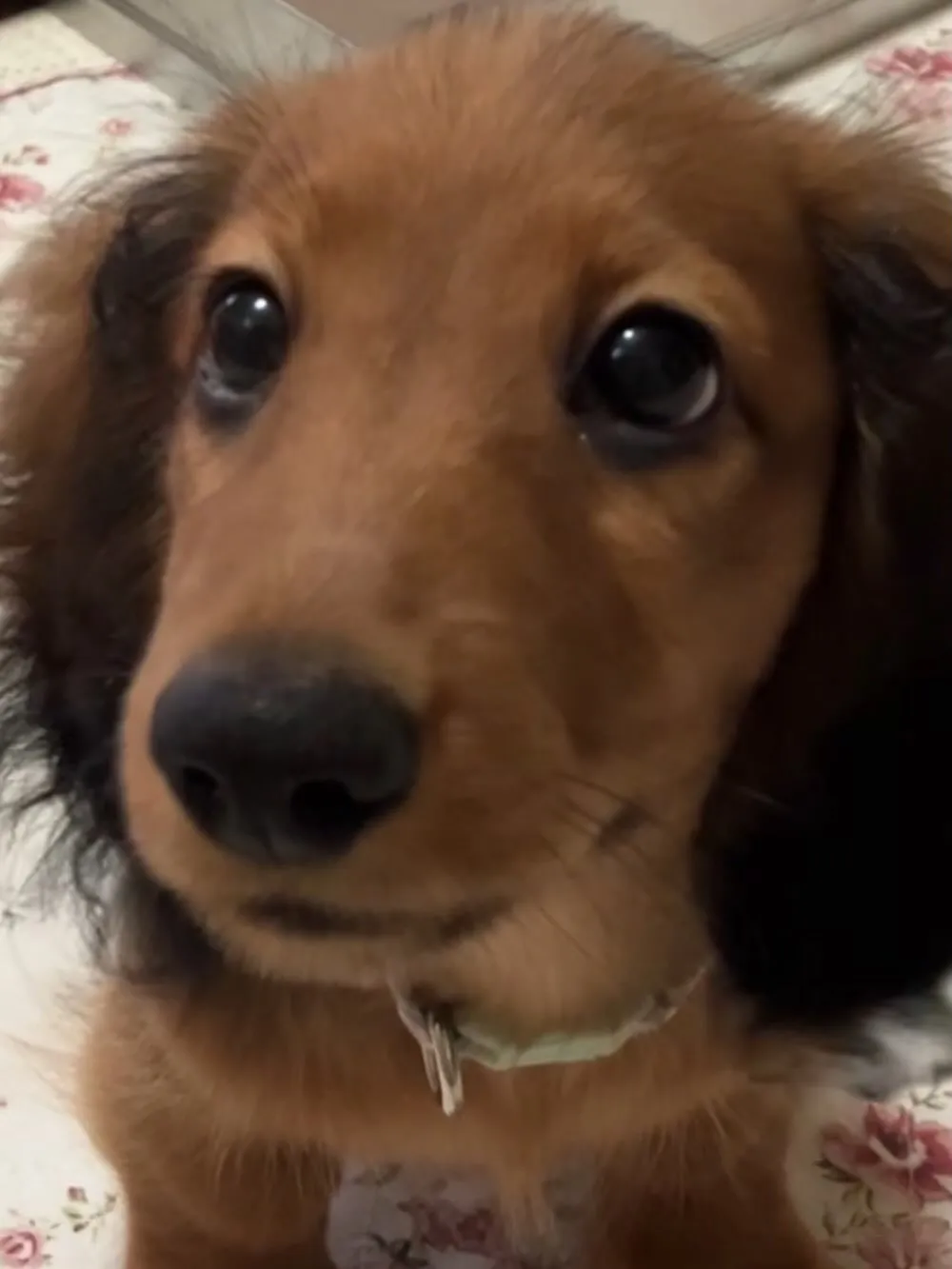 ぷりん君🐾